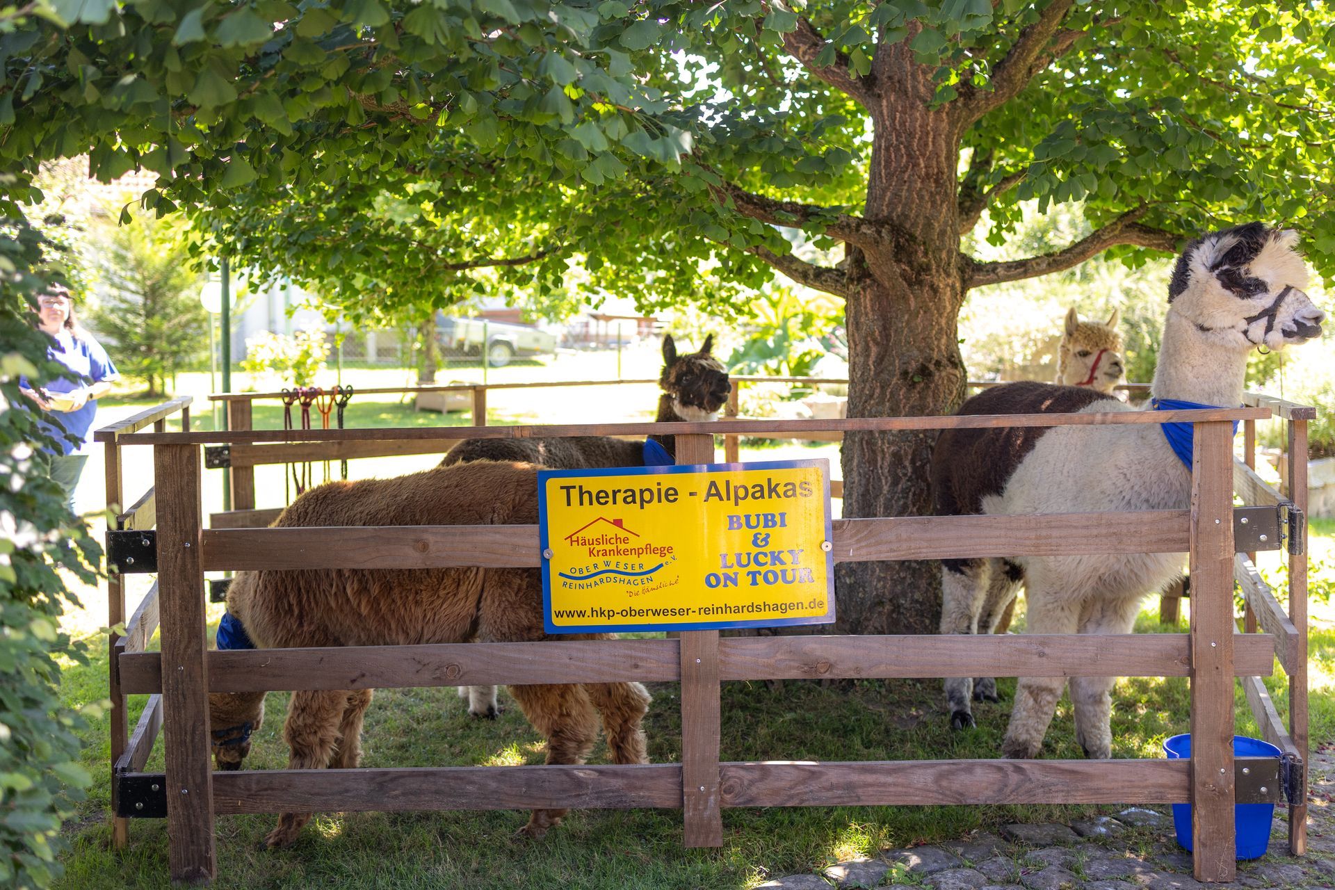 Alpakas in einem Holzgehege unter einem Baum mit einem Schild mit der Aufschrift „Therapie-Alpakas“ und einer Person, die zuschaut.