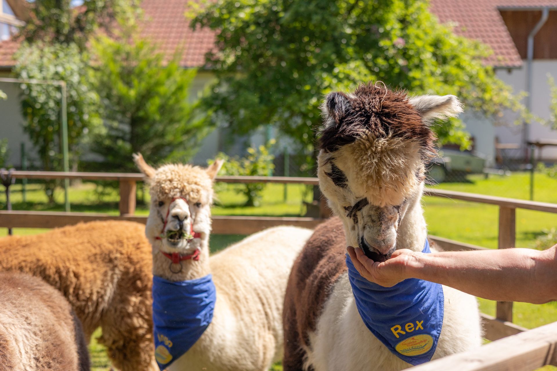 Alpakas in einem Gehege werden von einer Person gefüttert. Eines trägt ein blaues Halstuch mit der Aufschrift „Rex“.