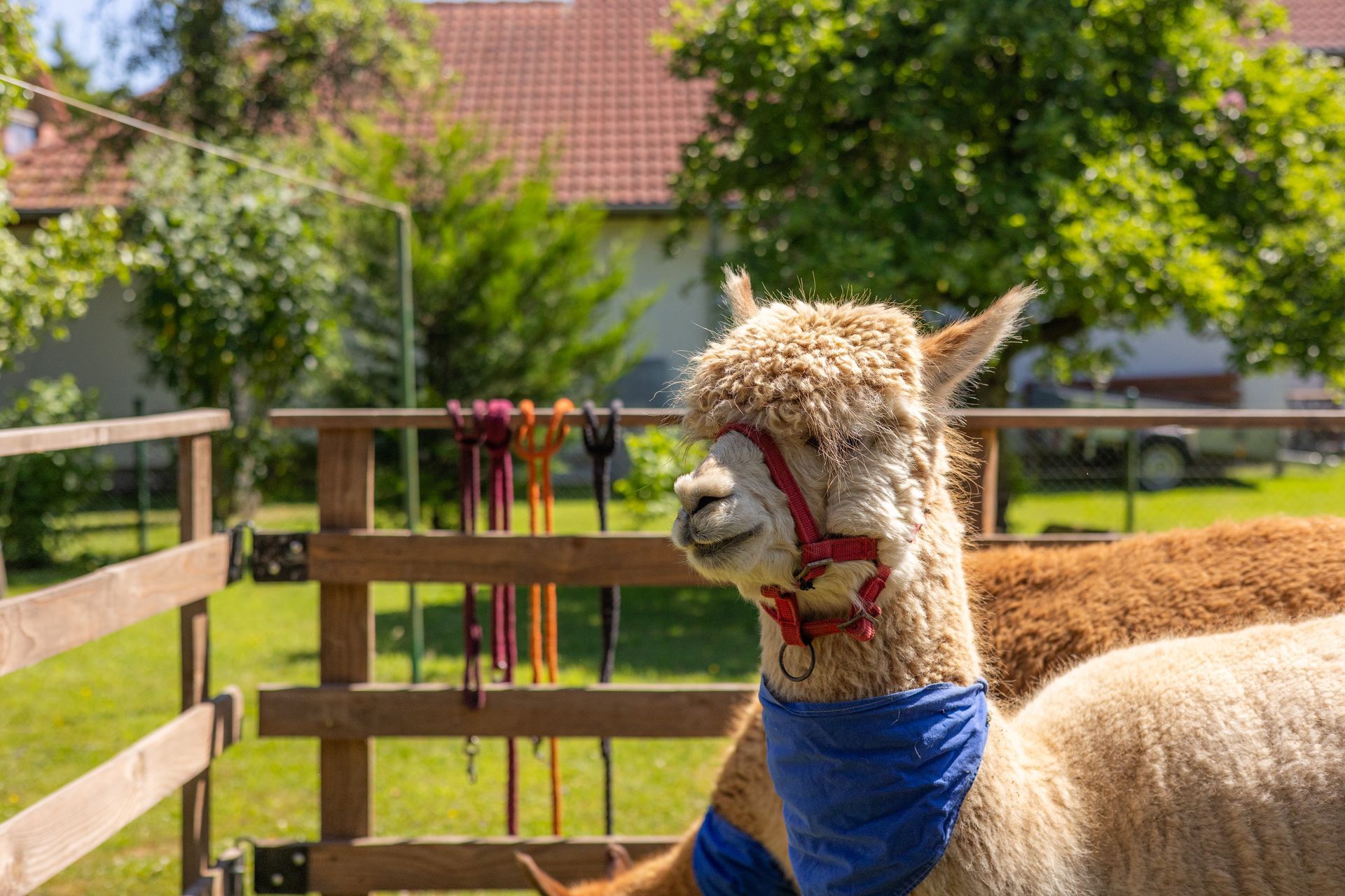 Alpaka mit rotem Halfter und blauem Halstuch in einem Holzgehege mit grünem Gras und Bäumen.