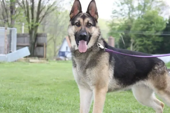 A german shepherd dog is standing in the grass on a leash.