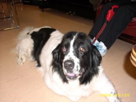 Kansainvälinen kulttuuriseura Mira ry