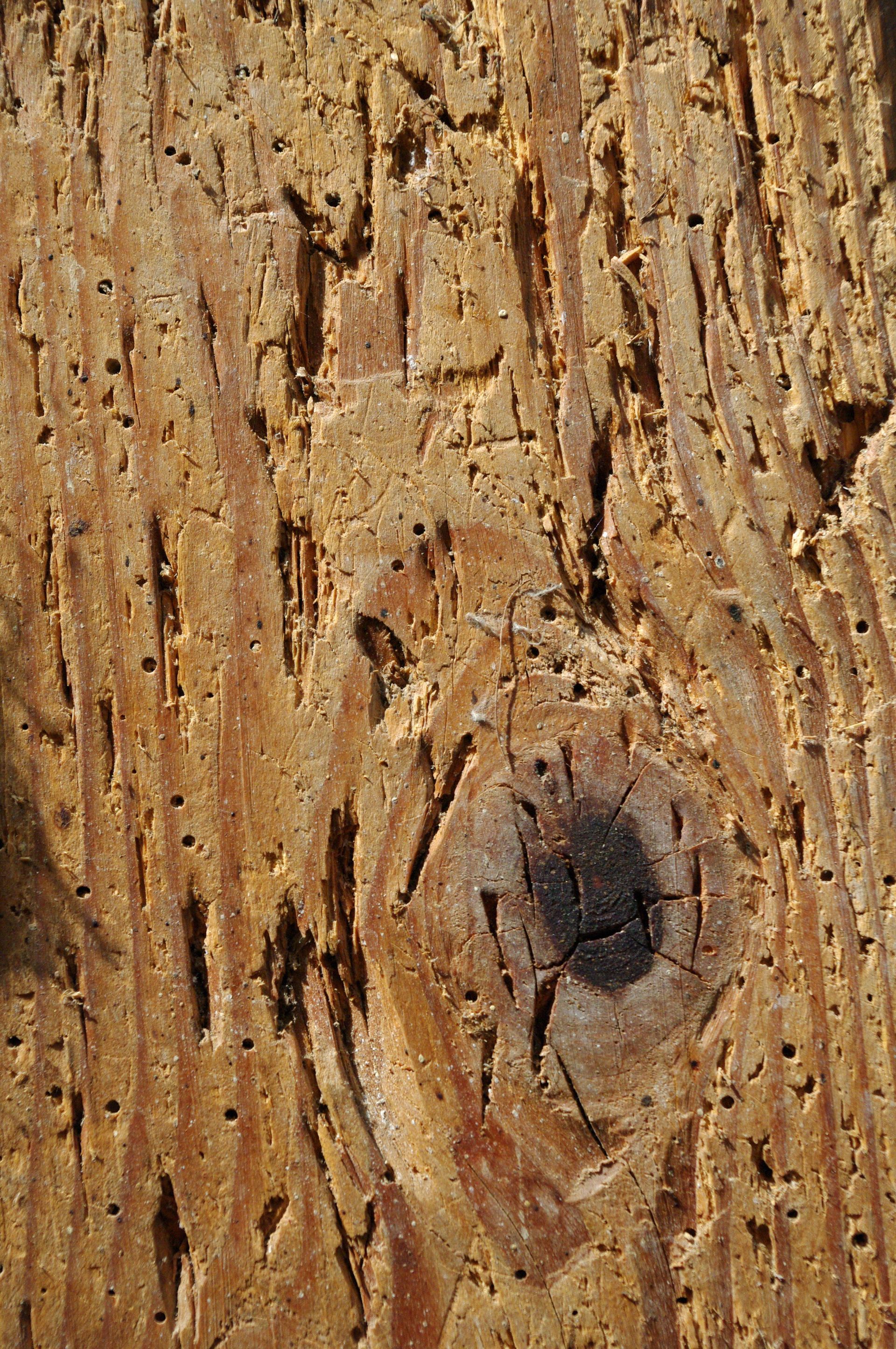 Gros plan sur du bois altéré par les intempéries, présentant un nœud et de nombreux petits trous, probablement causés par des insectes.