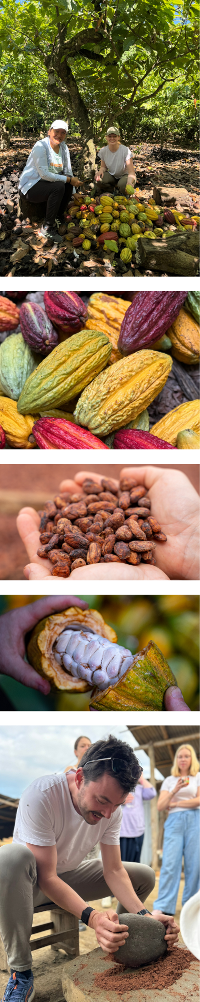 Collage eines Mannes bei der Kakaoernte auf einer Farm, mit Nahaufnahmen von reifen Schoten
