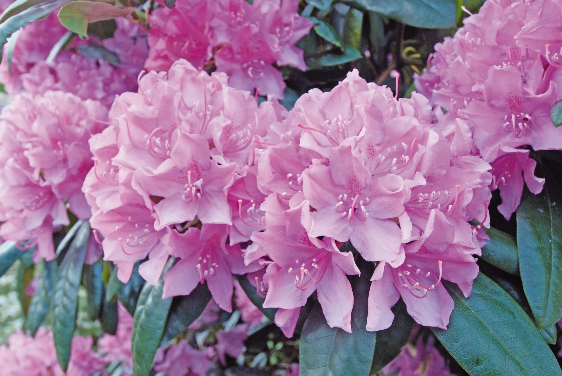 Der Westersteder Duz-Platz mit Rhododendron