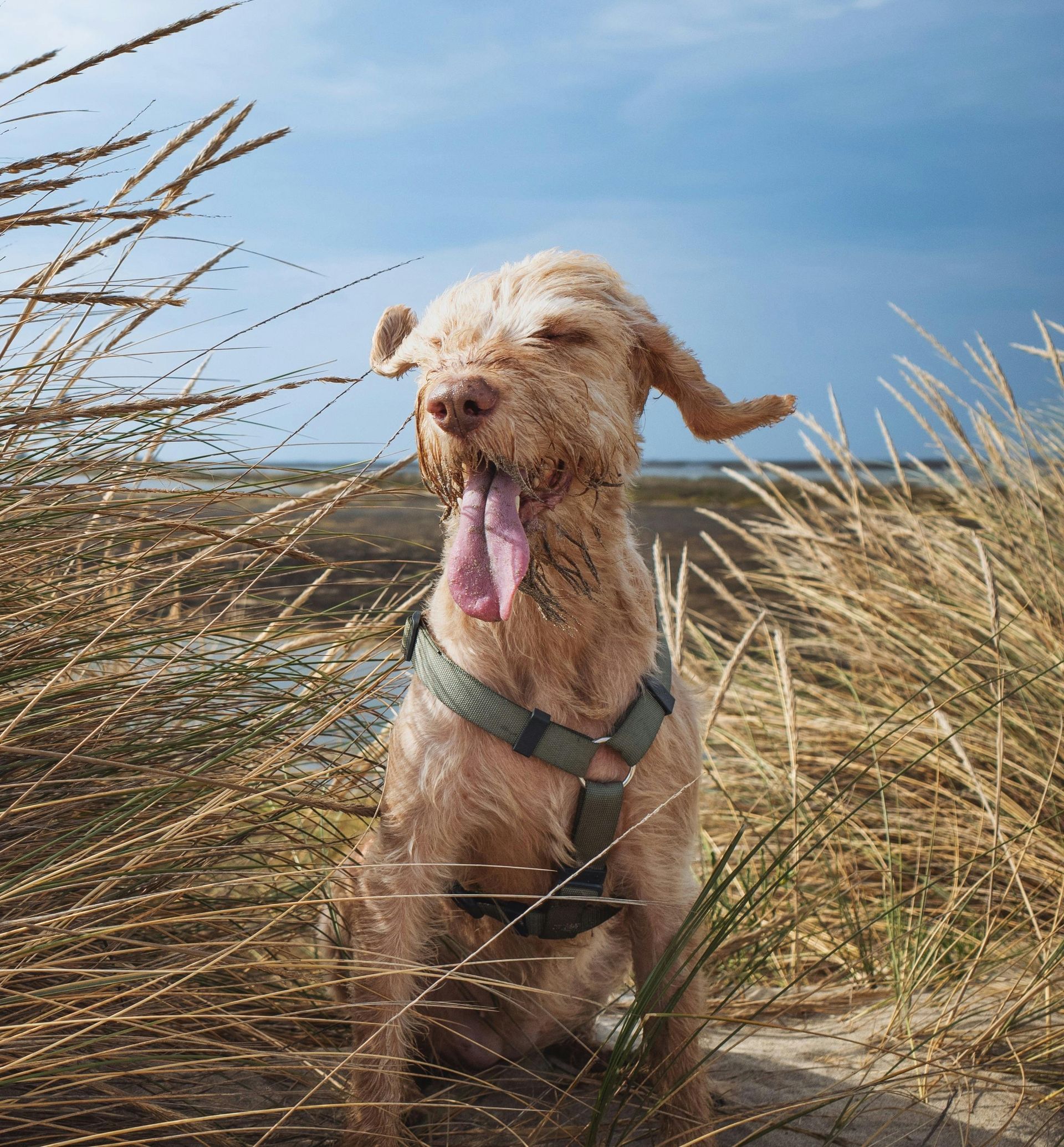 Ein Hund sitzt mit heraushängender Zunge auf einem Feld mit hohem Gras.