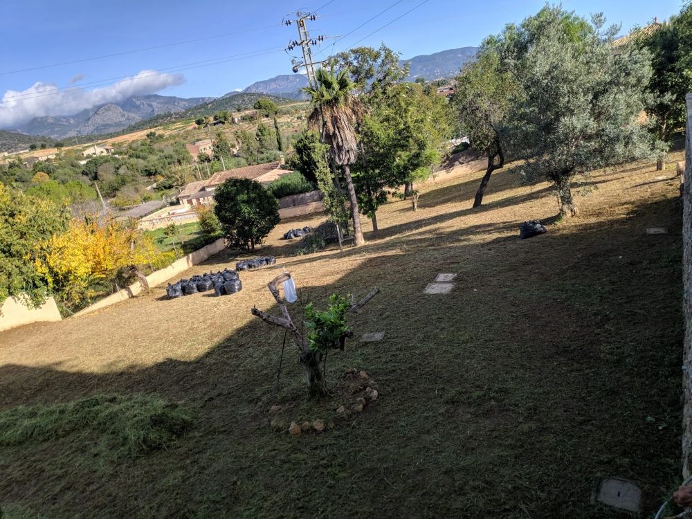Un exuberante campo verde con árboles y montañas al fondo.