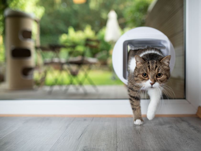 Katzenschleusen - Glas Schneller GmbH - Rüti