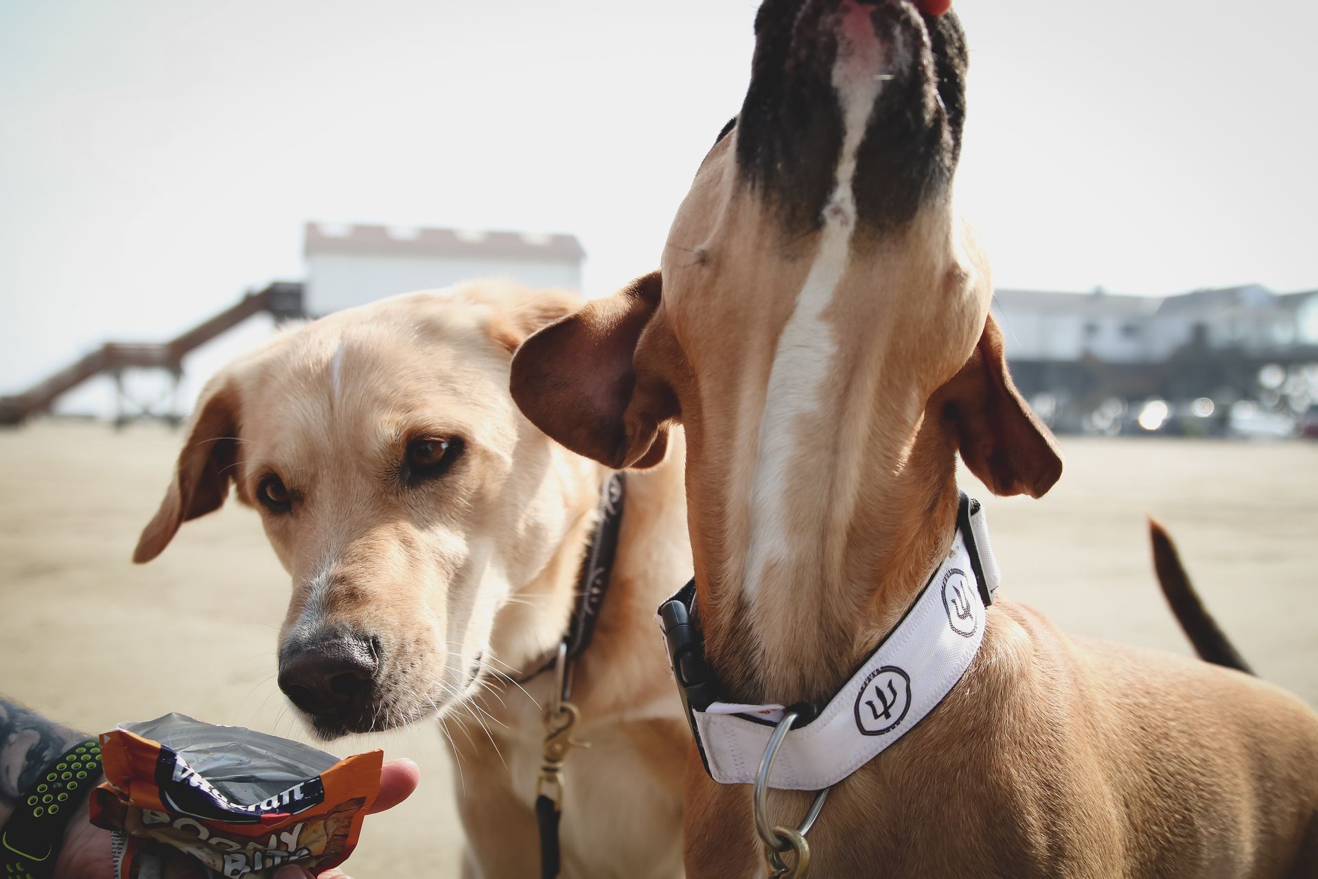 Zwei Hunde am Strand