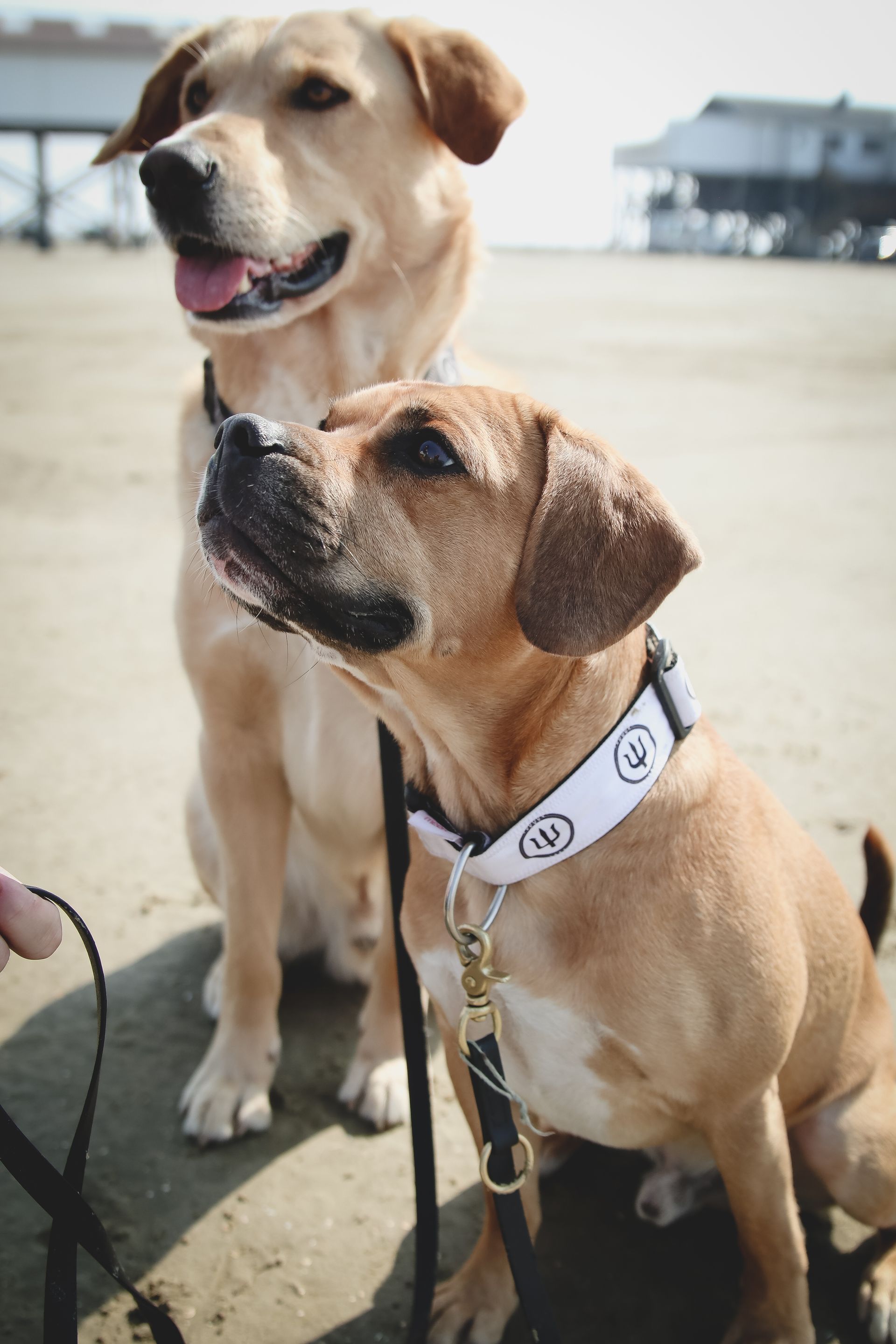 Zwei Hunde an der Nordsee