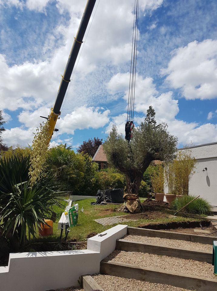 pose d'olivier avec grue
