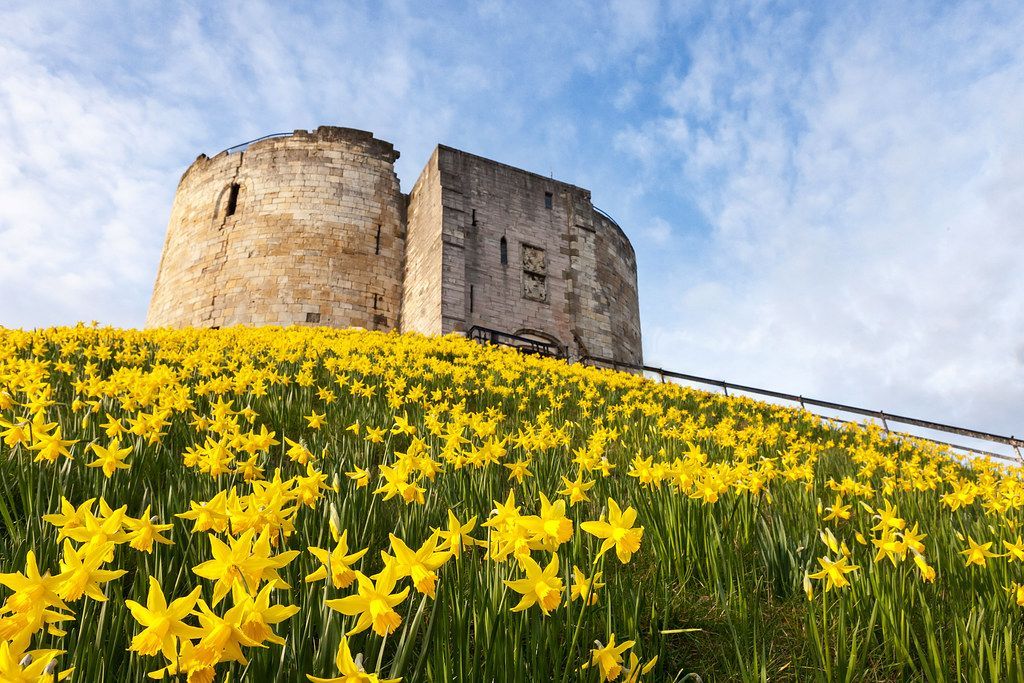 Castle on a hill covered in yellow daffodils under a blue sky.