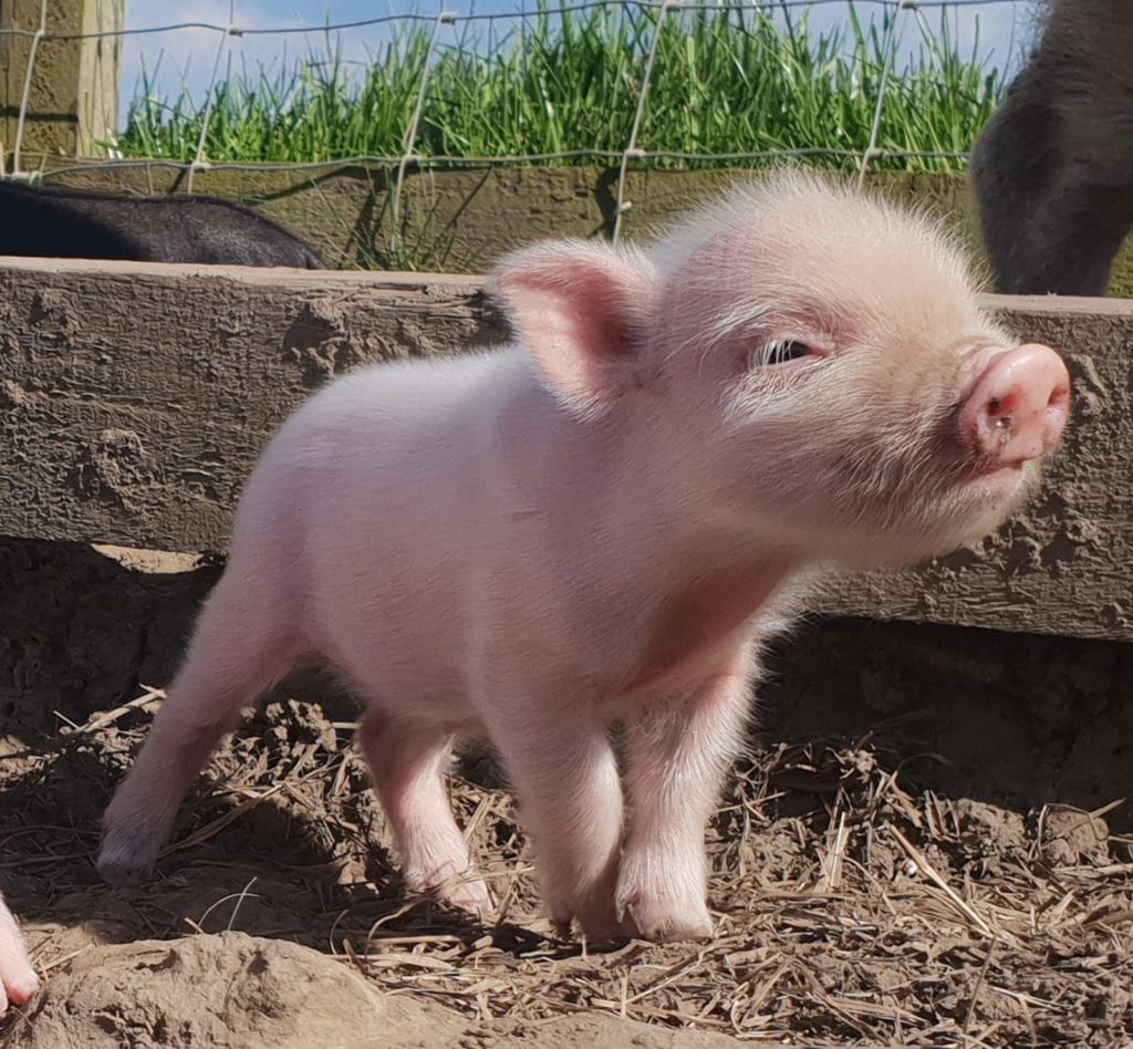 A small pink pig is standing next to a wooden fence