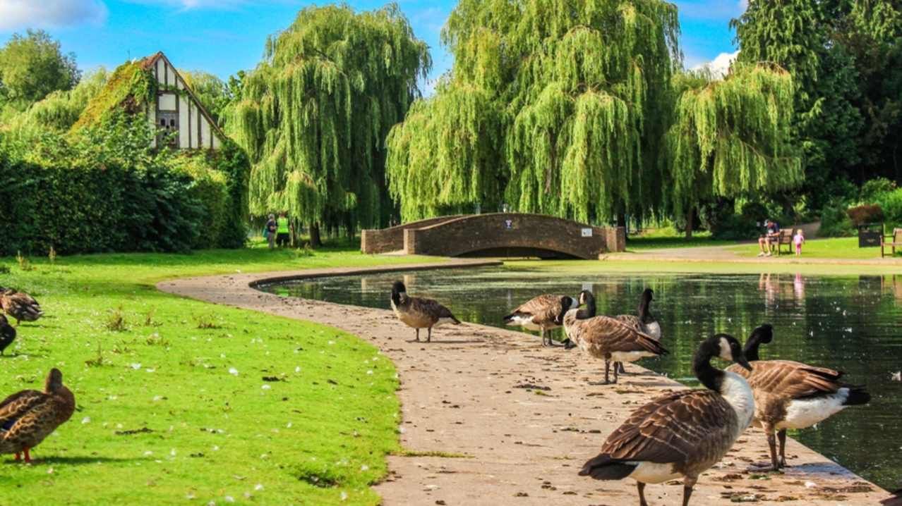 Geese gather near a pond in a park with a small bridge, trees, and a Tudor-style building.