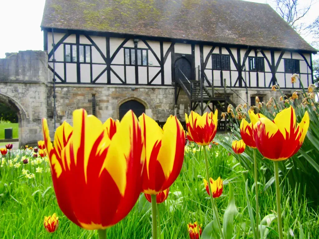 Red and yellow tulips in a garden, with a historic timber-framed building in the background.