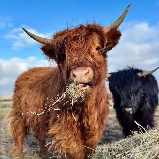 Two cows are standing next to each other in a field eating hay.