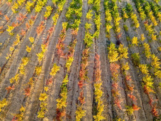Una vista aérea de un viñedo en otoño con hojas amarillas y rojas.