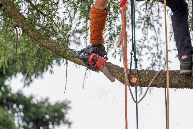 Personne utilisant une tronçonneuse pour couper une branche d'arbre, portant un équipement de protection.