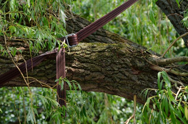 Des sangles tressées retiennent une épaisse branche d'arbre dans la canopée d'une forêt feuillue.