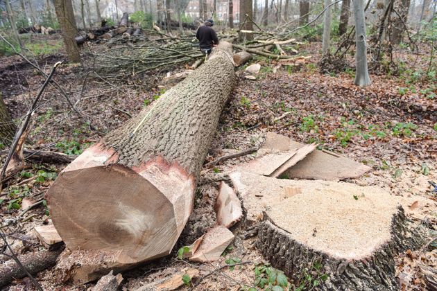 Tronc d'arbre tombé, une personne s'éloignant en arrière-plan ; scène de forêt avec du bois coupé.