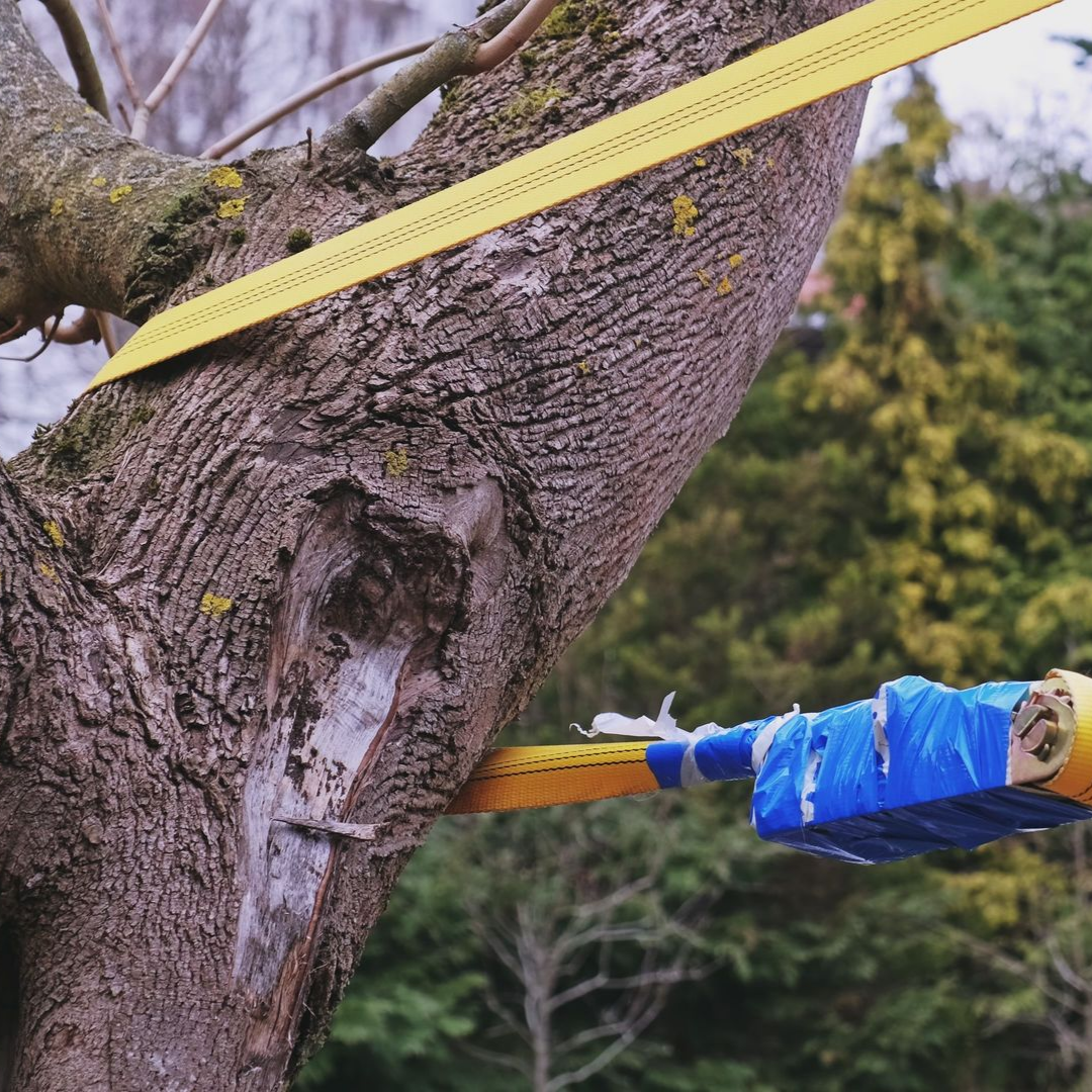 Un tronc d'arbre avec une sangle jaune enroulée autour d'une branche et une extension enveloppée de bleu.