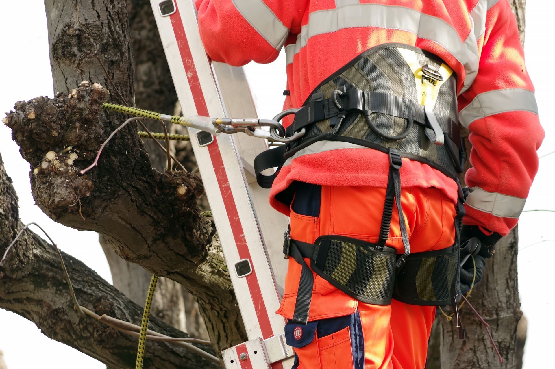 Arboriste en tenue de travail orange sur une échelle, utilisant un harnais pour élaguer un arbre.
