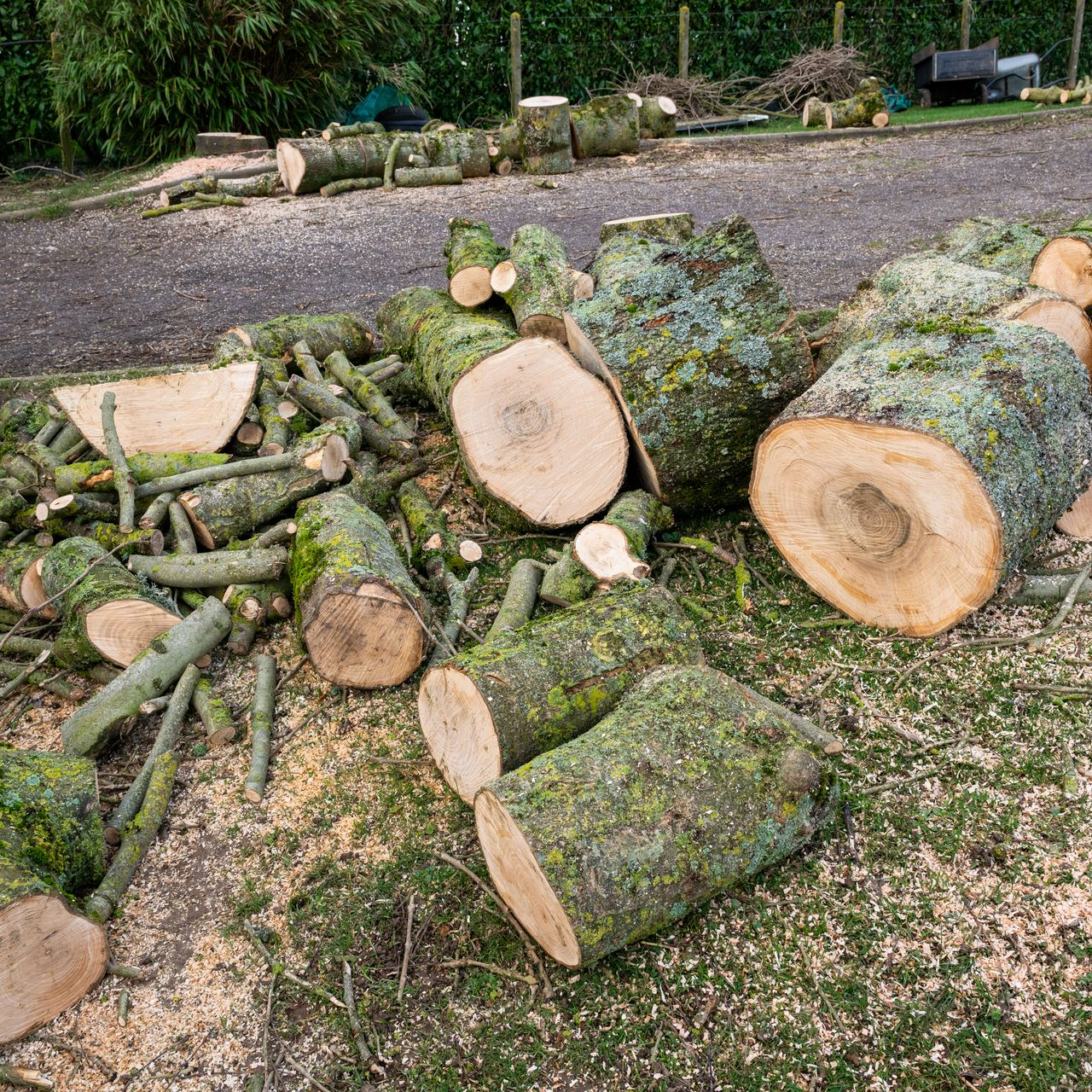 Des troncs d'arbres coupés et des branches éparpillées au sol le long d'une allée et de verdure.