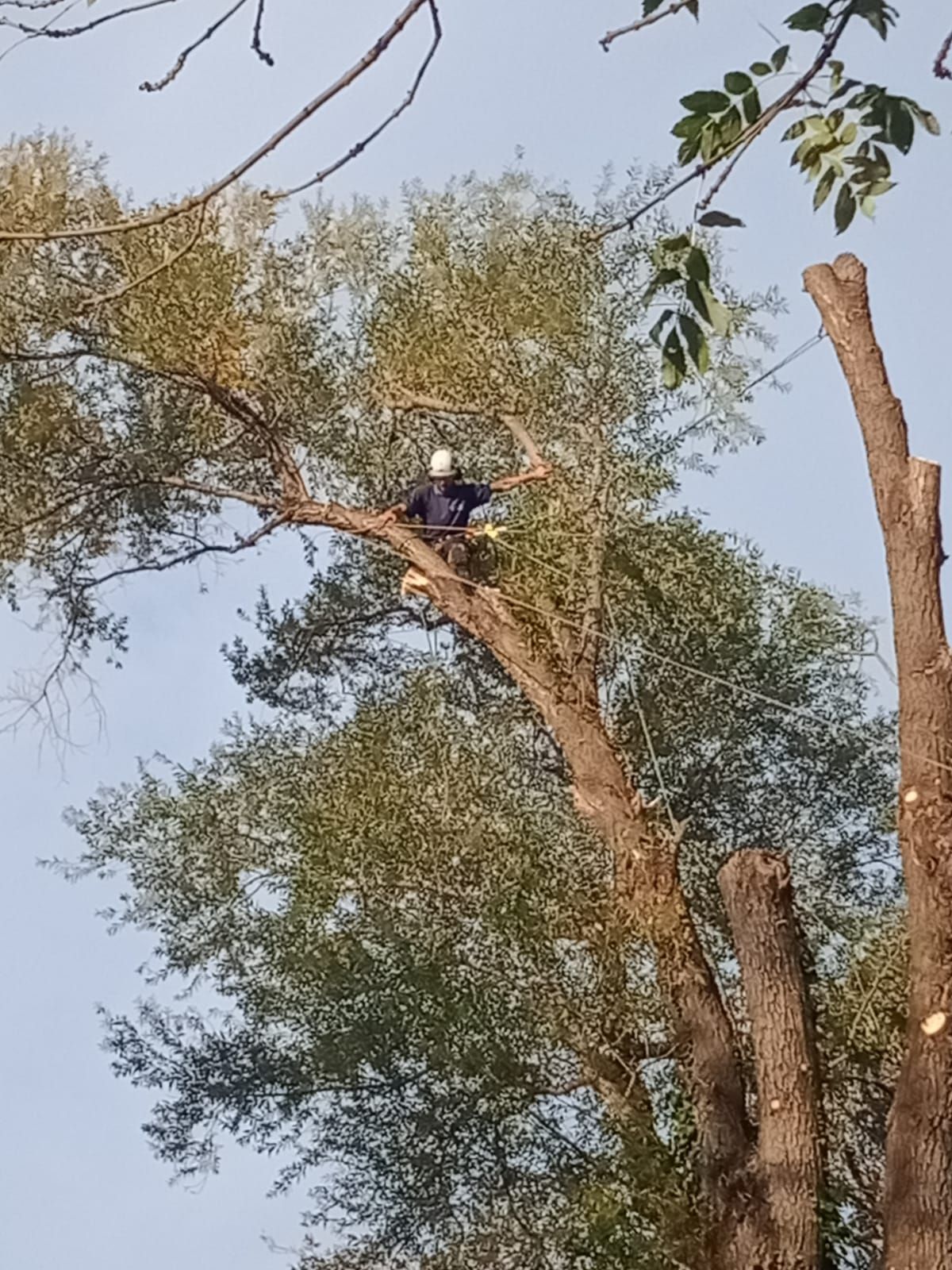 Une personne perchée dans un grand arbre, parmi les branches et les feuilles, avec un autre tronc coupé à proximité.