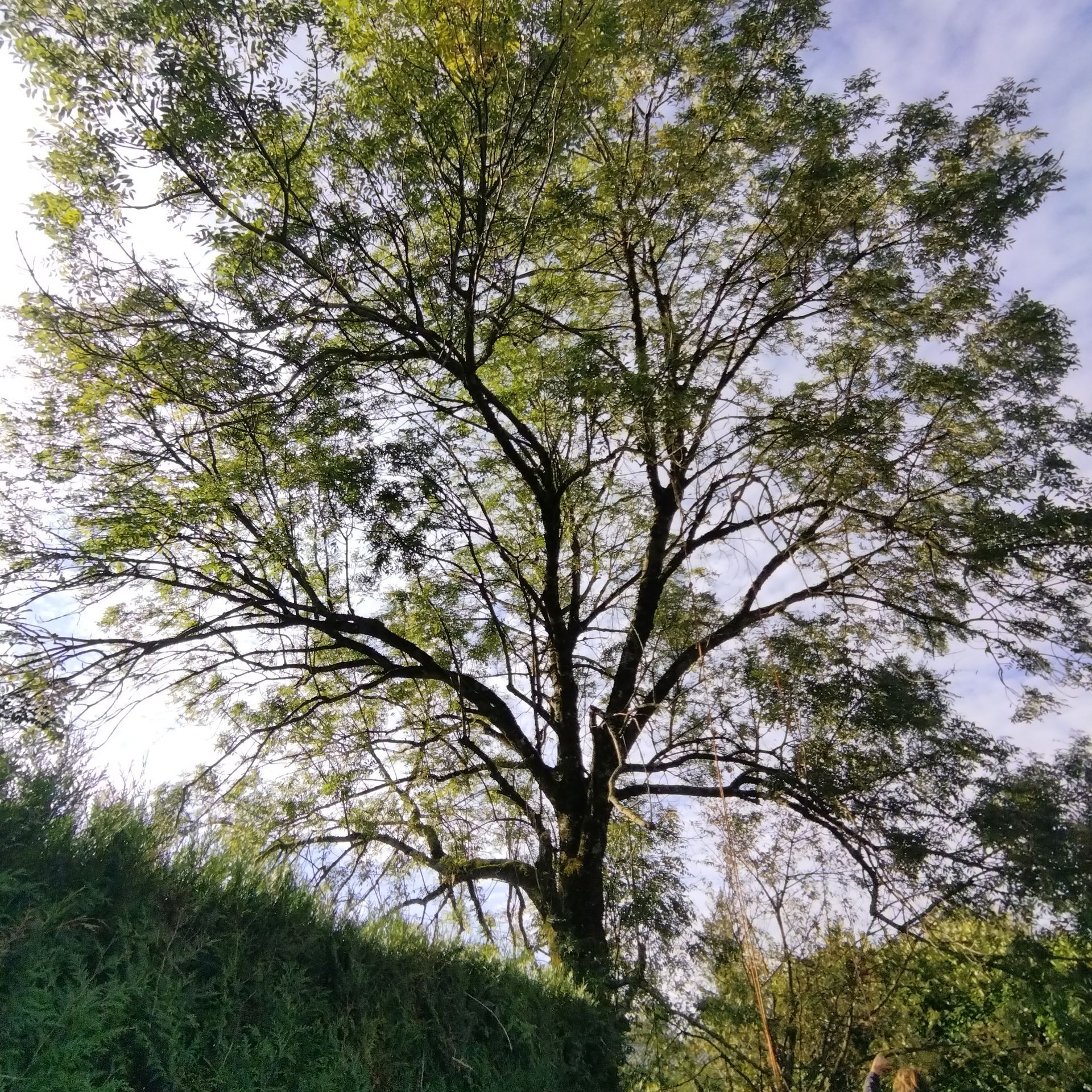 Un grand arbre feuillu se détachait sur un ciel lumineux, au-dessus d'un dense feuillage vert.