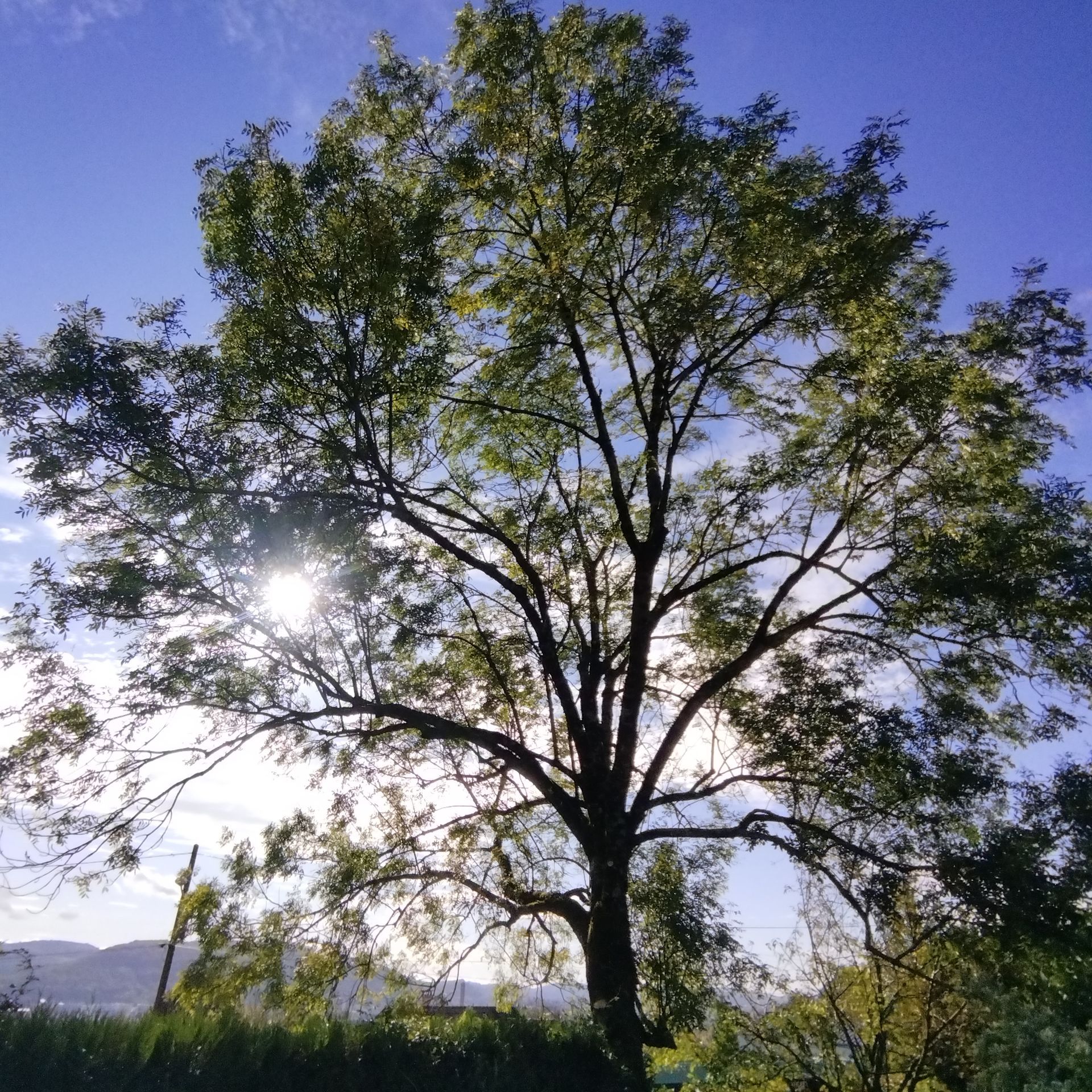 Arbre ensoleillé à la large canopée verte se détachant sur un ciel bleu, projetant des ombres sur un paysage herbeux.
