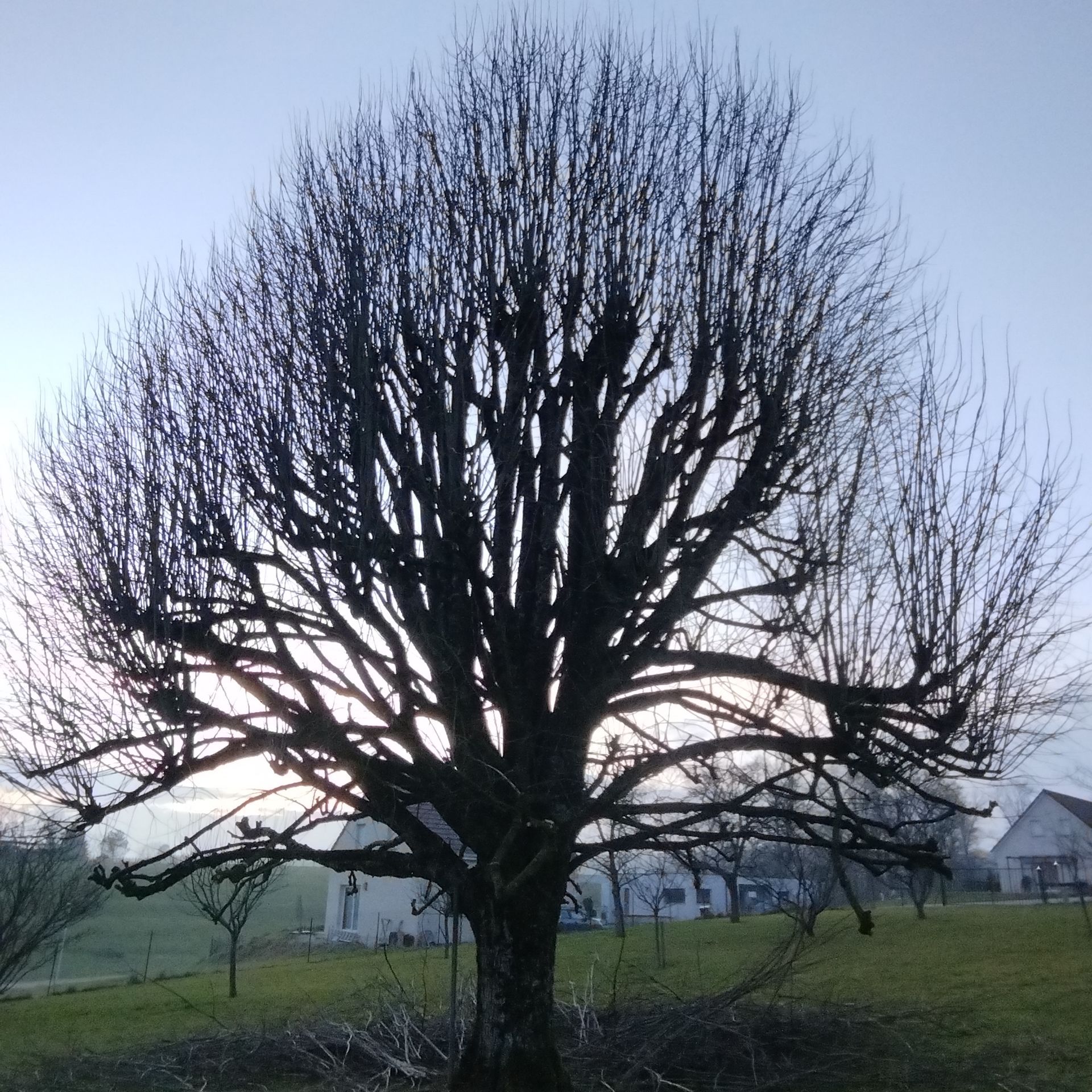 Arbre nu et sans feuilles se détachant sur un ciel nuageux au crépuscule, dans un champ herbeux