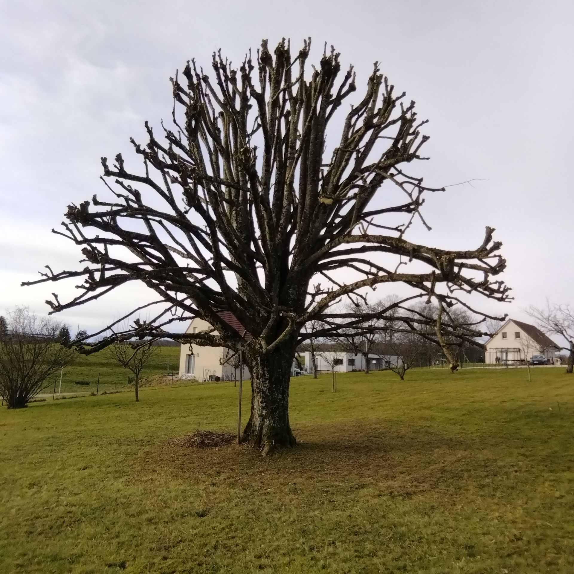 Arbre taillé et sans feuilles dans une cour herbeuse avec des maisons en arrière-plan sous un ciel nuageux