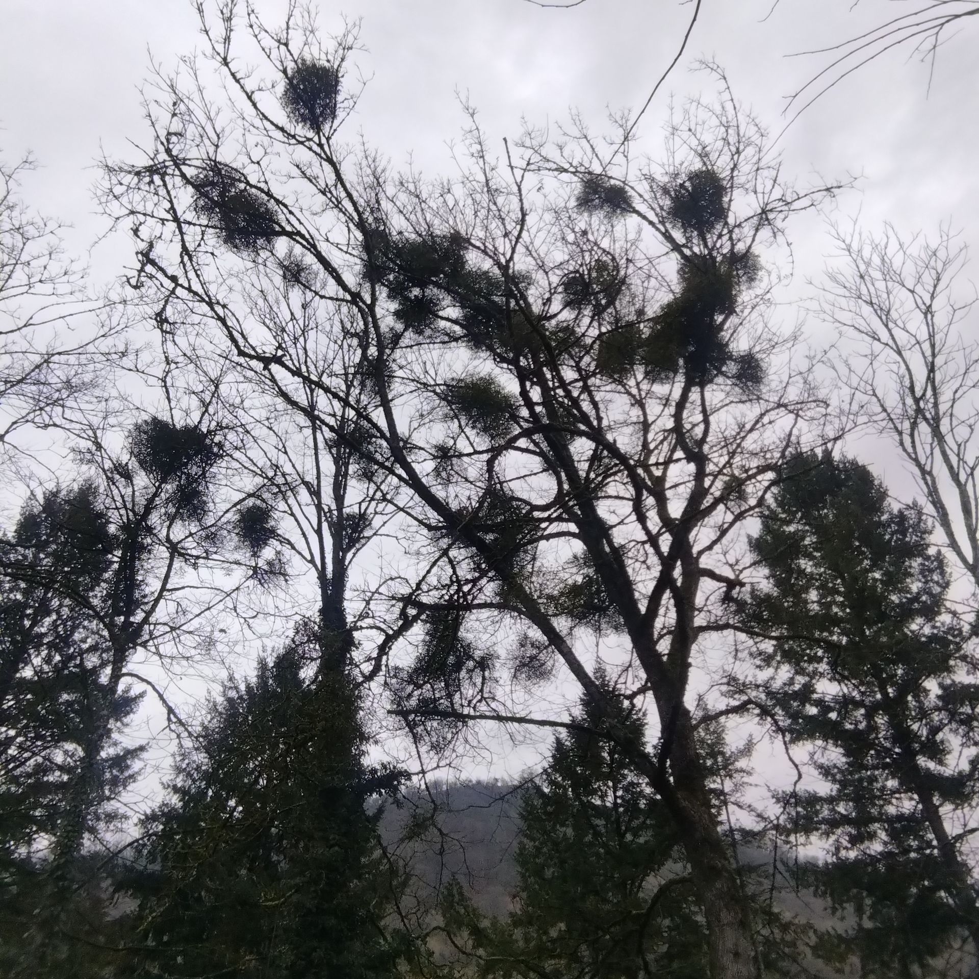 Arbres dénudés en hiver, avec de grands nids d'oiseaux se détachant sur un ciel gris, une colline en arrière-plan.