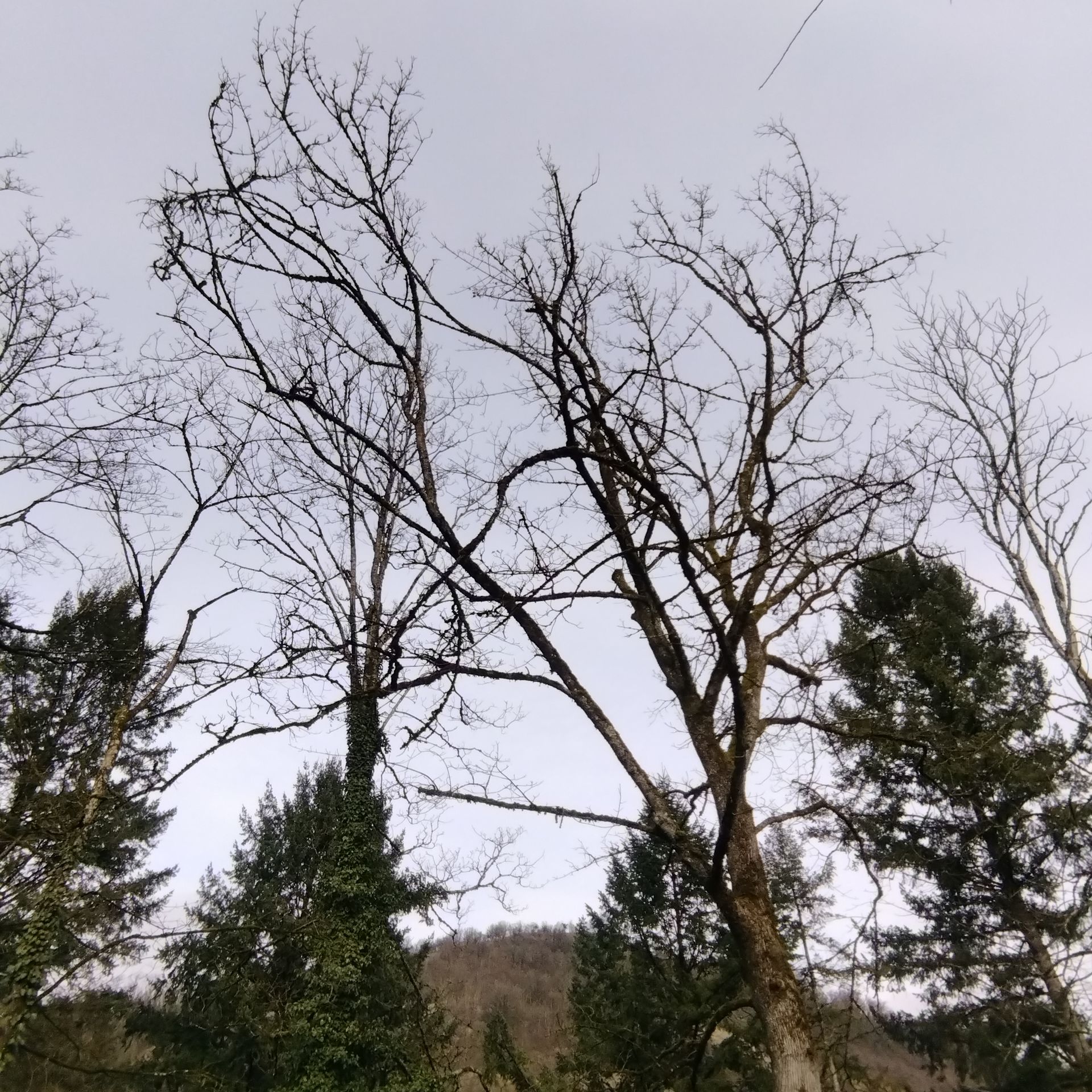 Des arbres dénudés se détachent sur un ciel gris et couvert, avec des conifères et une colline au loin en arrière-plan.