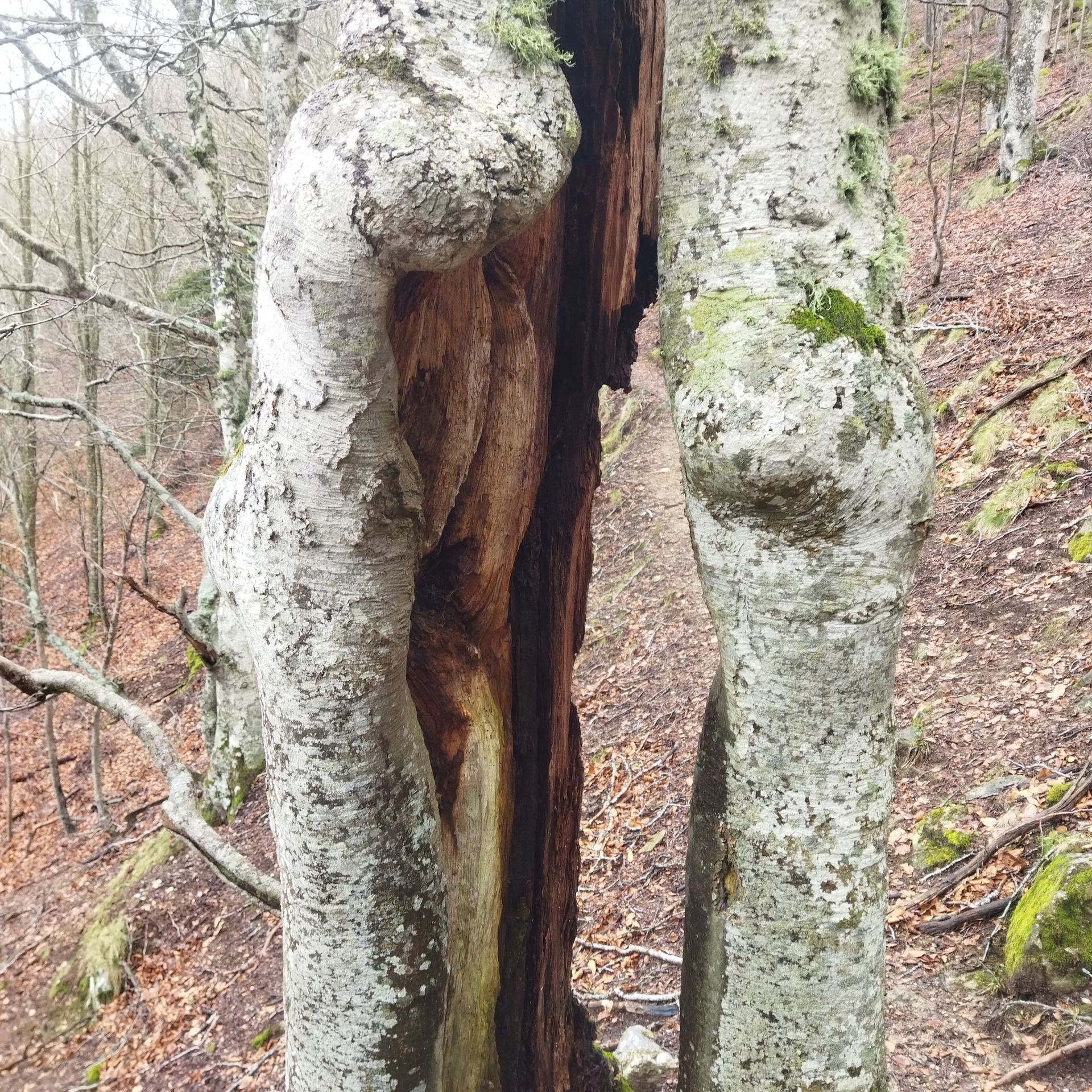 Tronc d'arbre fendu dans une forêt, avec un centre creux et sombre et une écorce moussue des deux côtés