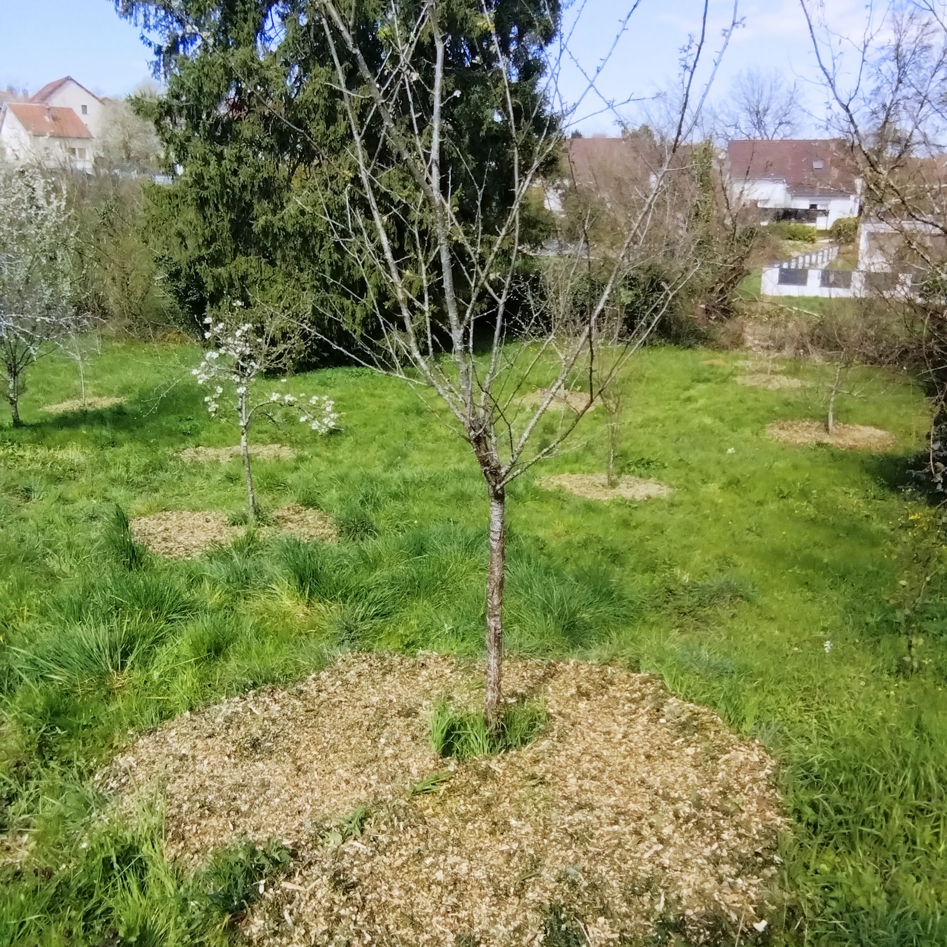 De jeunes arbres dans un verger herbeux, chacun entouré de paillis, avec des maisons en arrière-plan.