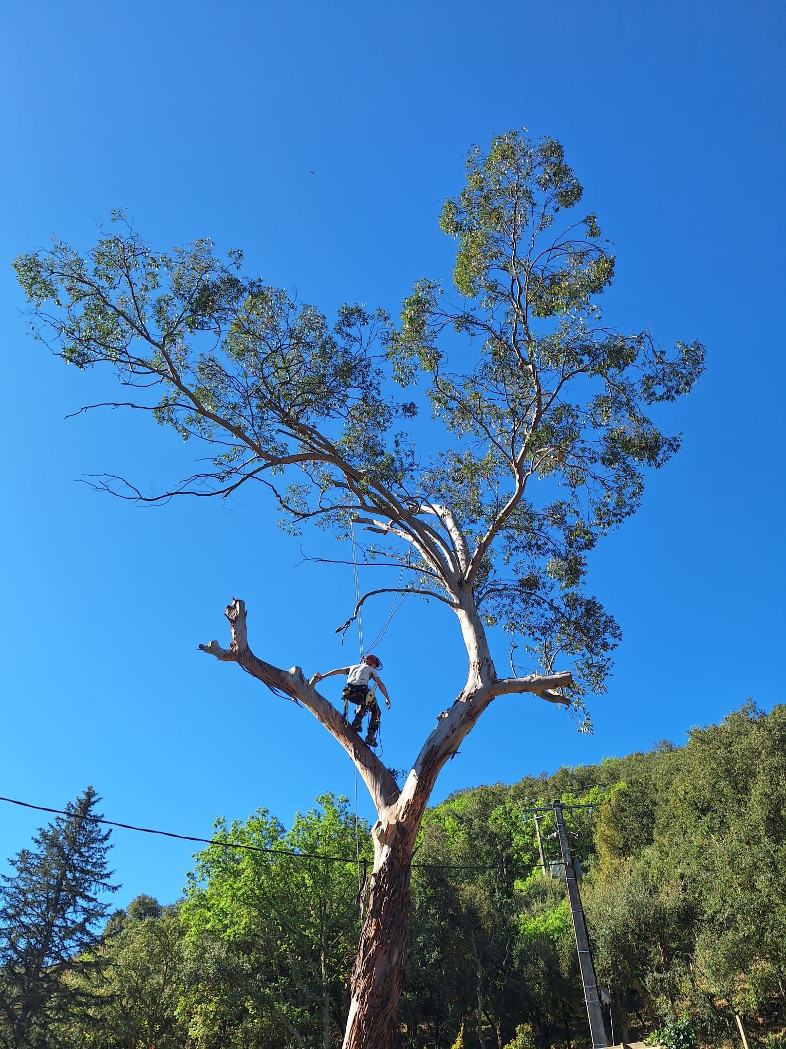 Arbre se détachant sur un ciel bleu éclatant, le soleil brillant à travers les feuilles.