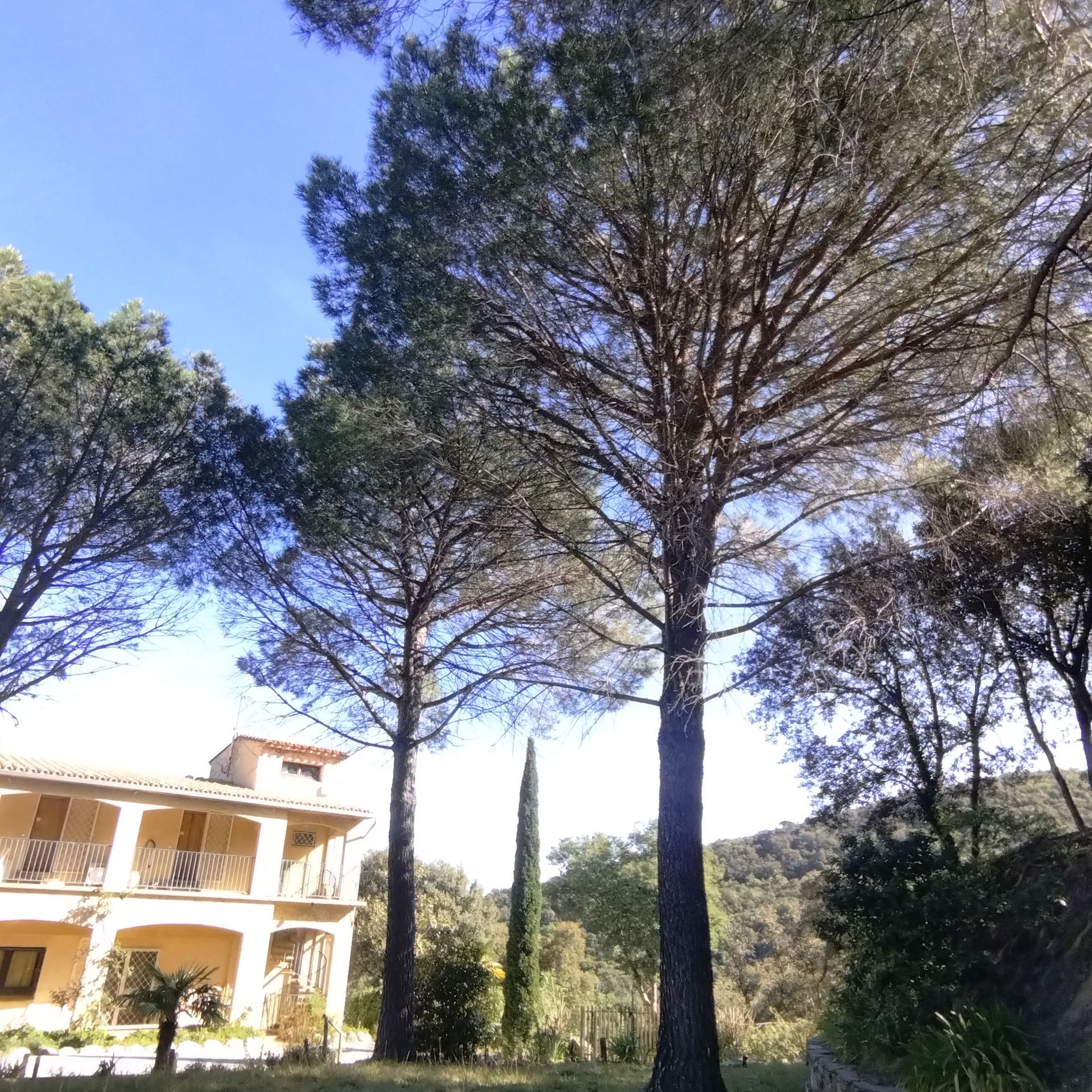 Villa ensoleillée avec de grands pins et un ciel bleu dans un cadre de jardin