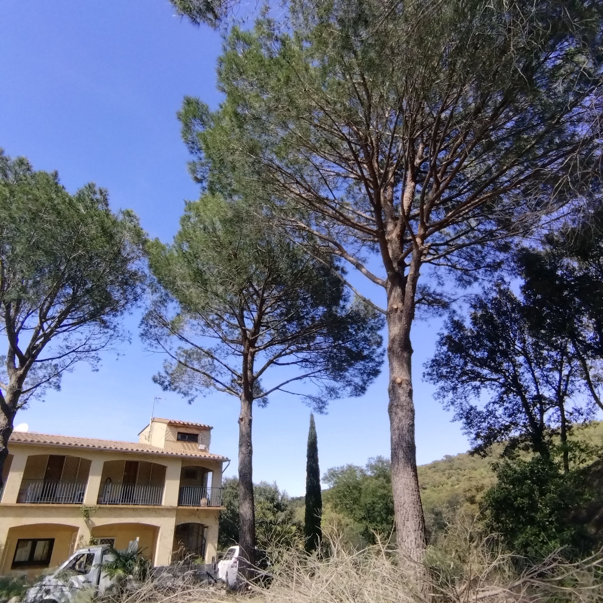 Maison jaune au milieu de grands pins sous un ciel bleu clair