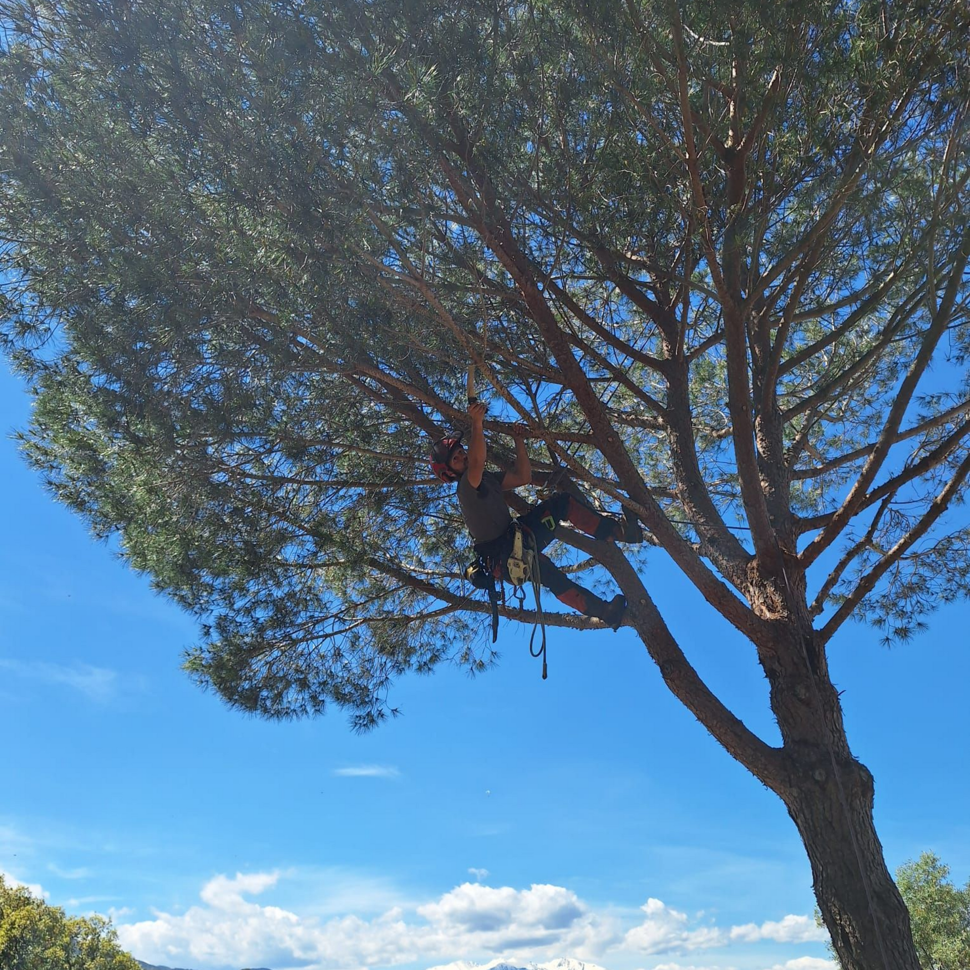 Une personne grimpant à un grand pin sur fond de ciel bleu éclatant