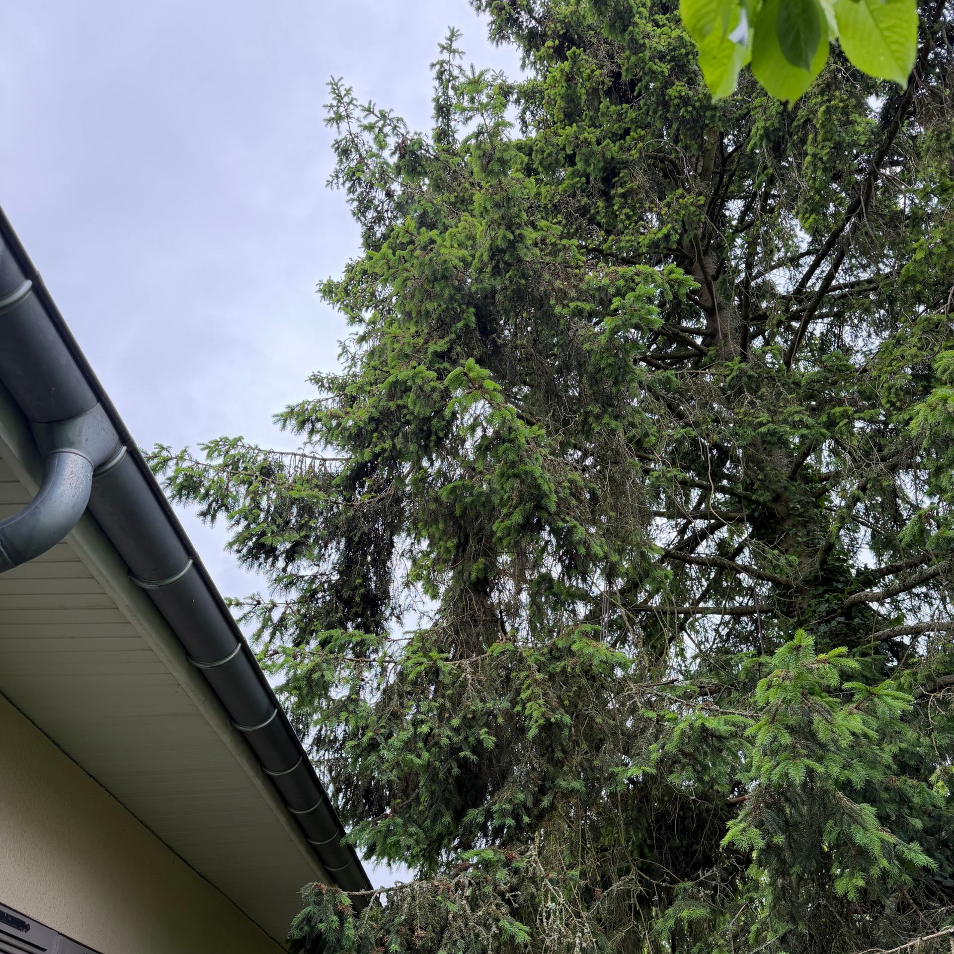 Grand arbre feuillu près d'une maison avec une gouttière et un ciel couvert
