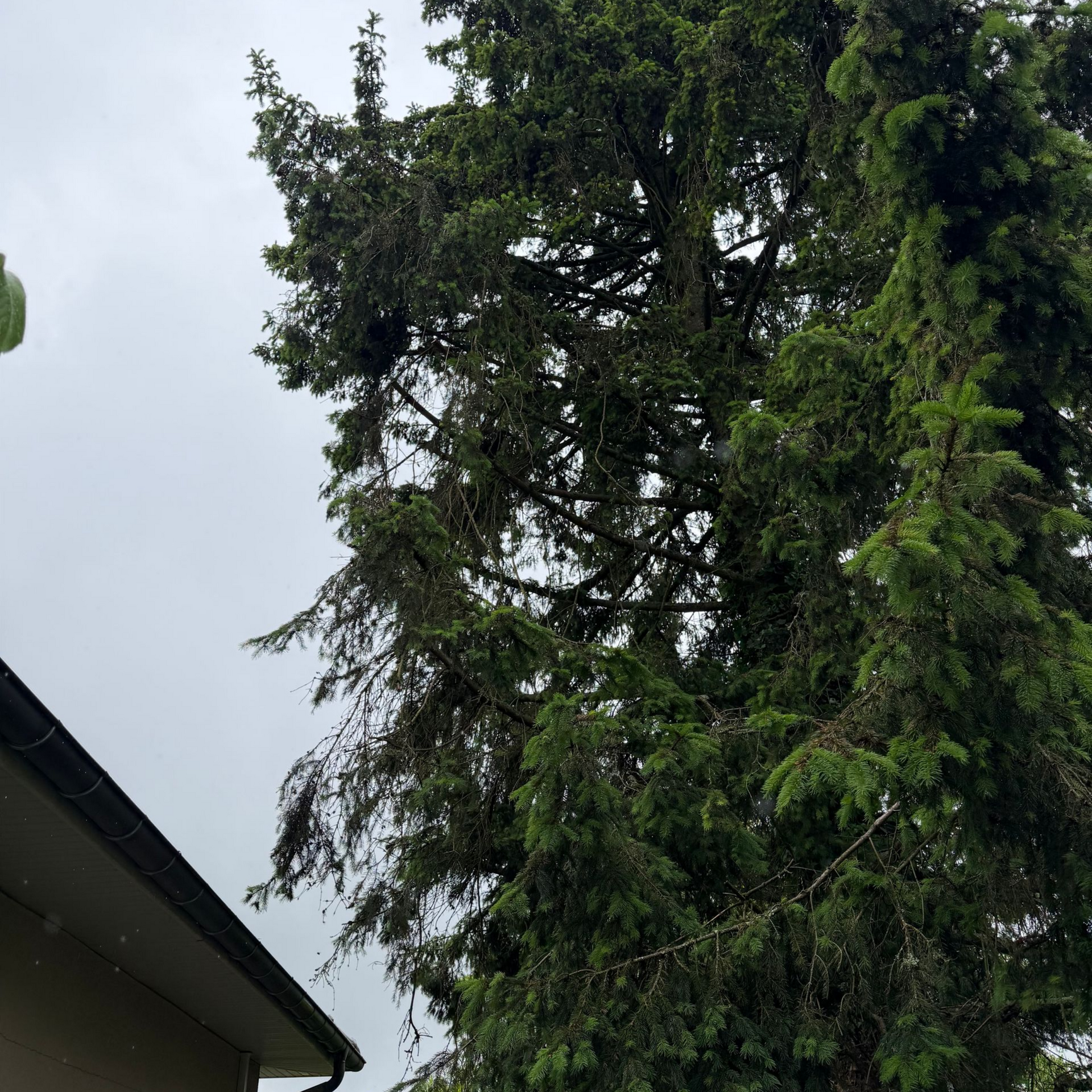 Grand arbre feuillu près du toit d'une maison sous un ciel nuageux