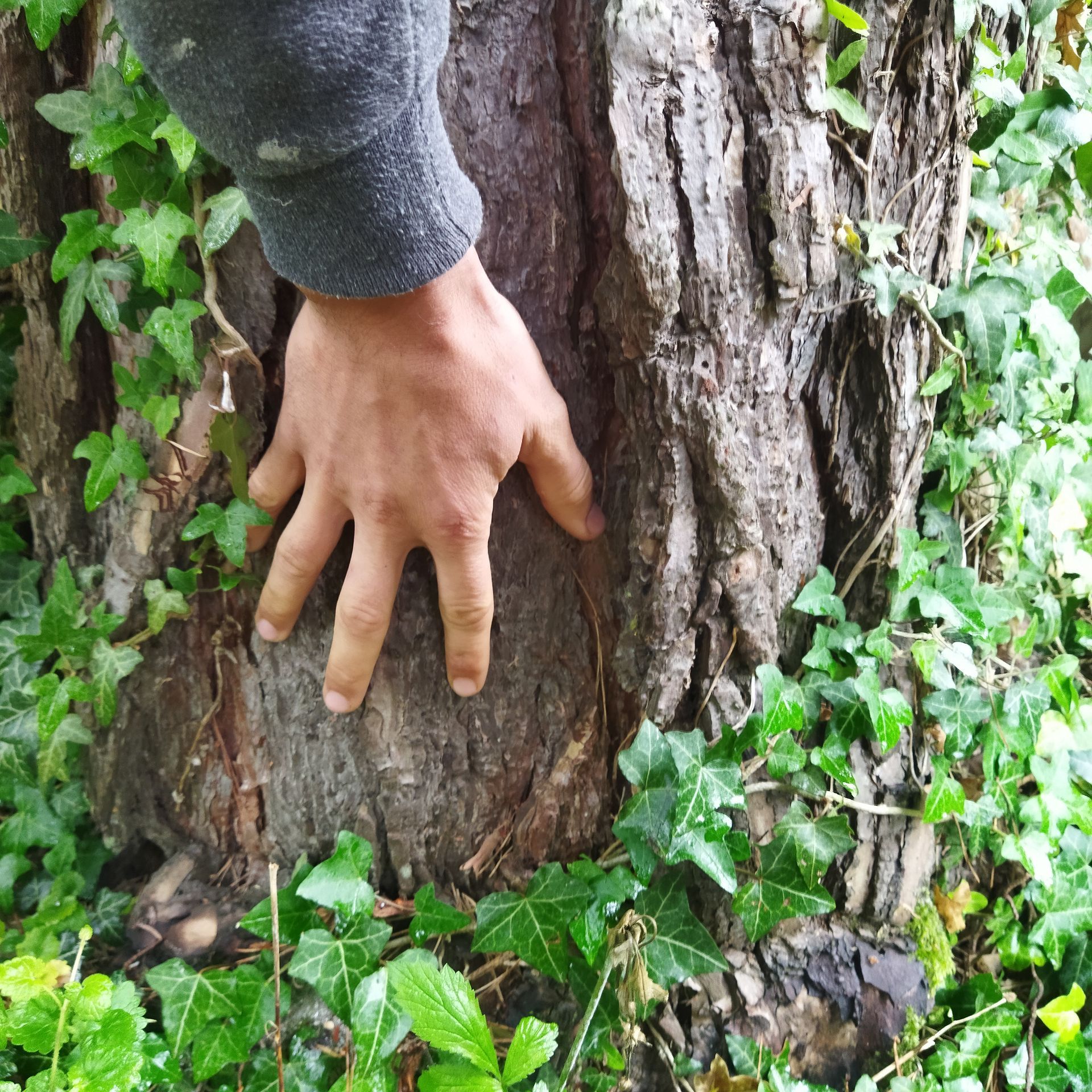 Main pressée contre un tronc d'arbre entouré de feuillage vert