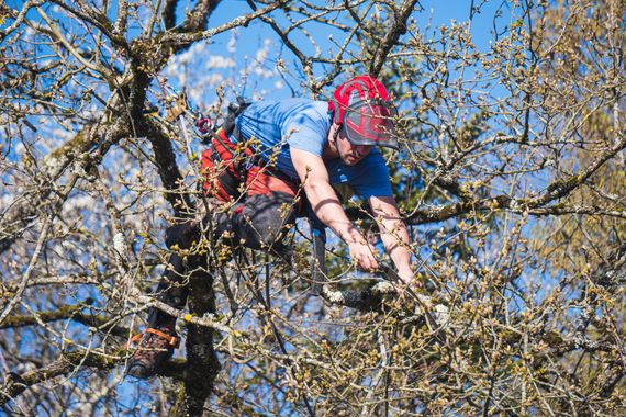 Une personne portant un casque rouge grimpe aux branches d'un arbre, harnachée, sous un ciel bleu.