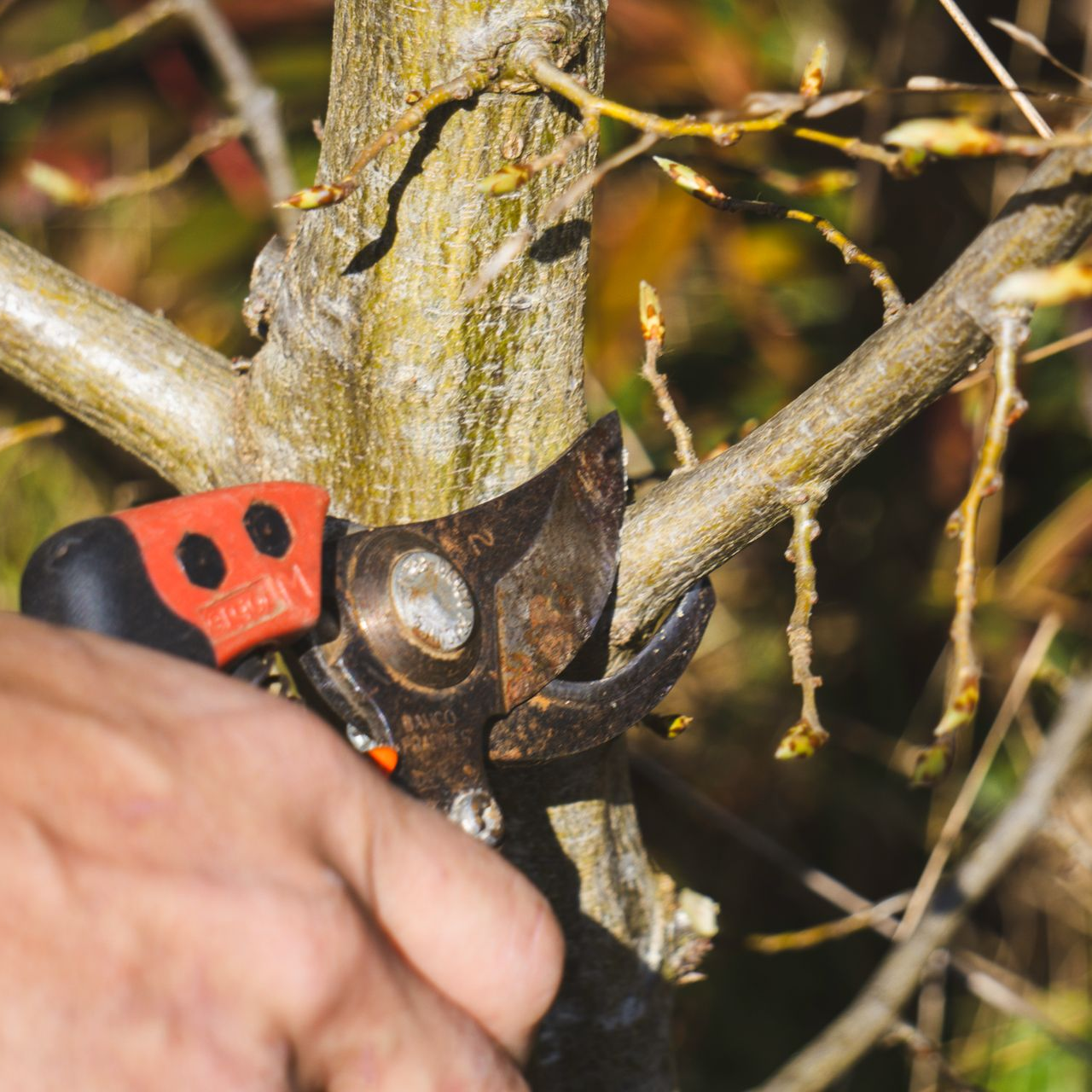 Sécateur manuel coupant une branche d'arbre près du tronc