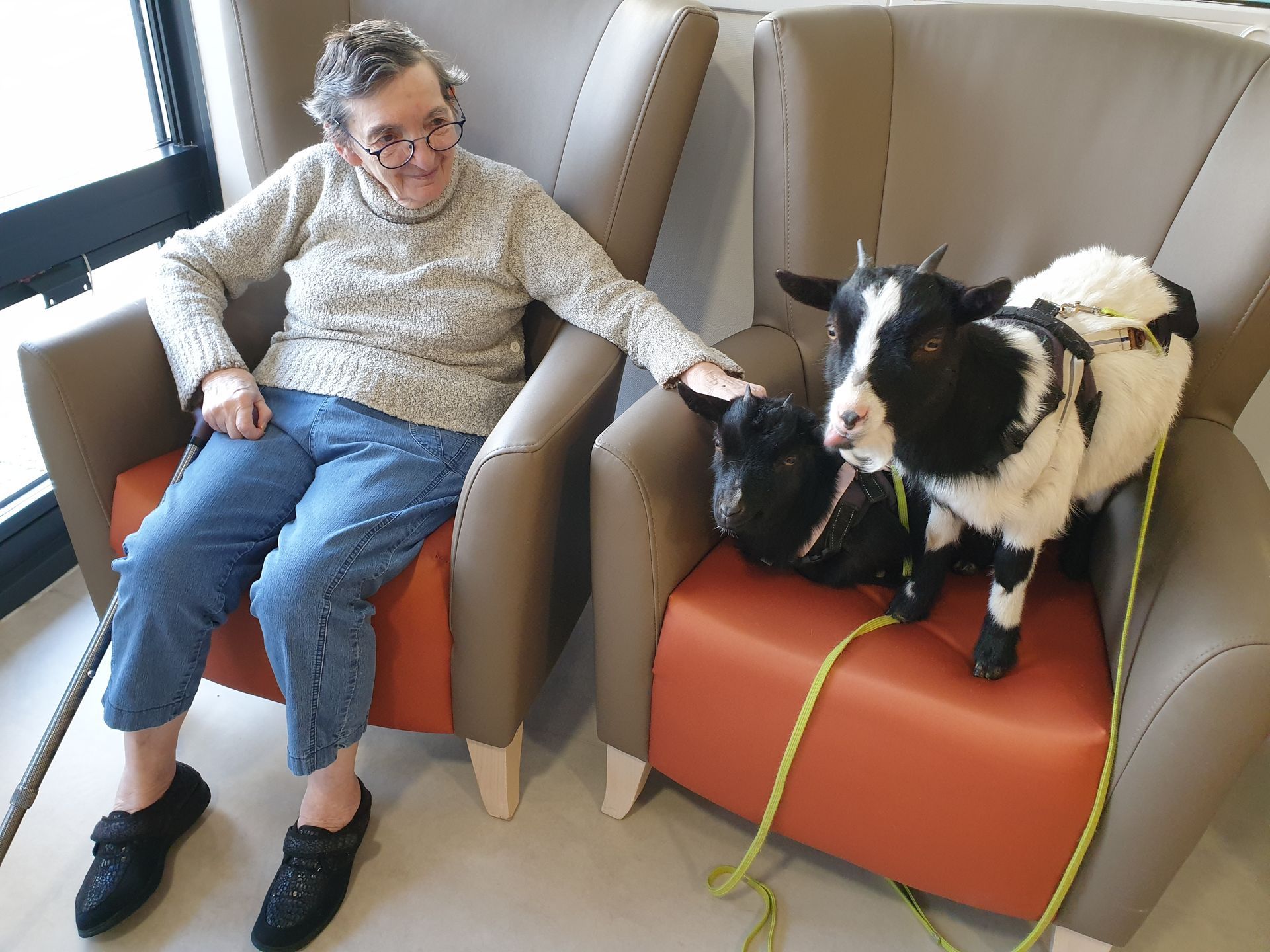 Chèvres dans un fauteuil