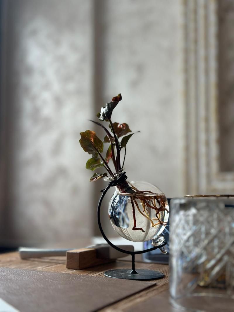 Auf einem Tisch steht eine Glasvase mit einer Pflanze darin.