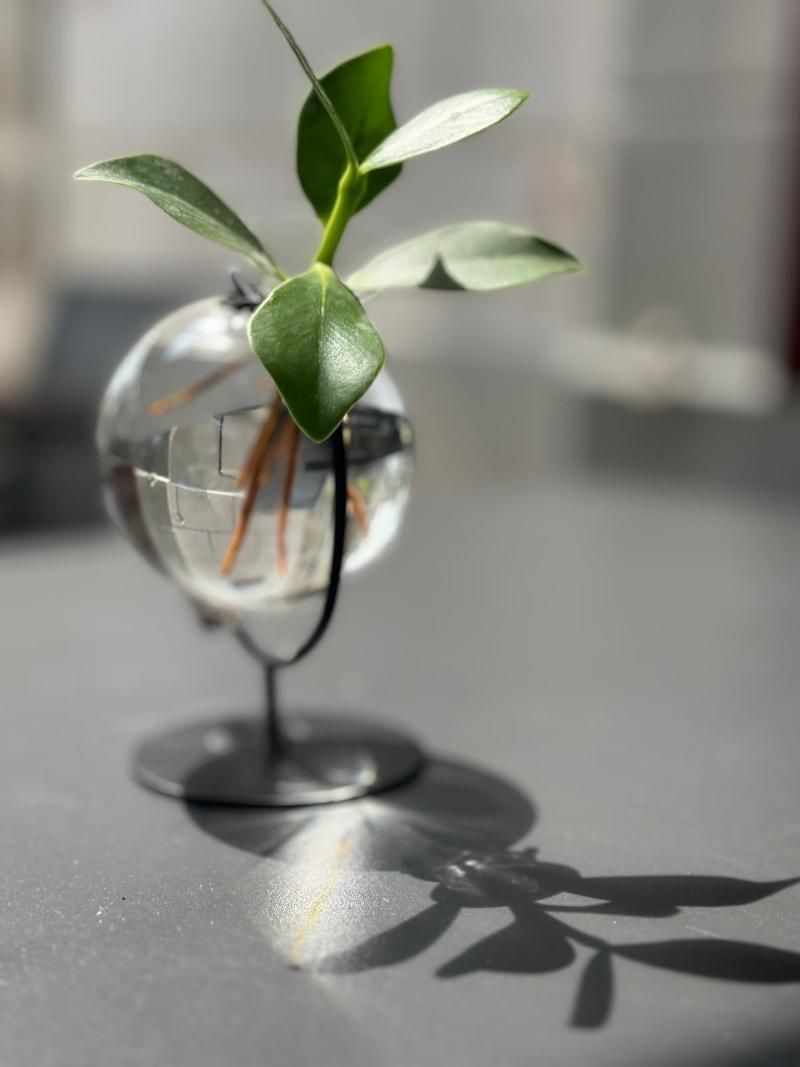 Eine kleine Pflanze in einer Glasvase auf einem Tisch