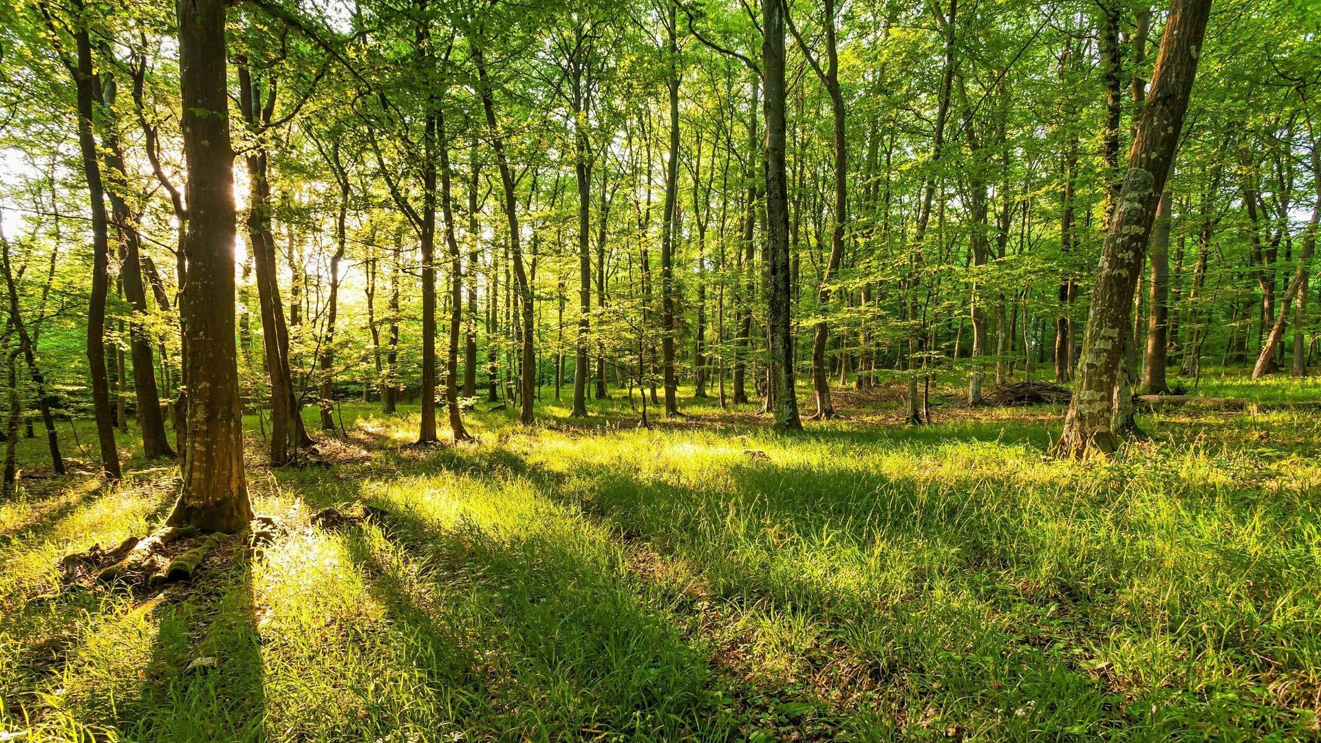 Végétation abondante en forêt