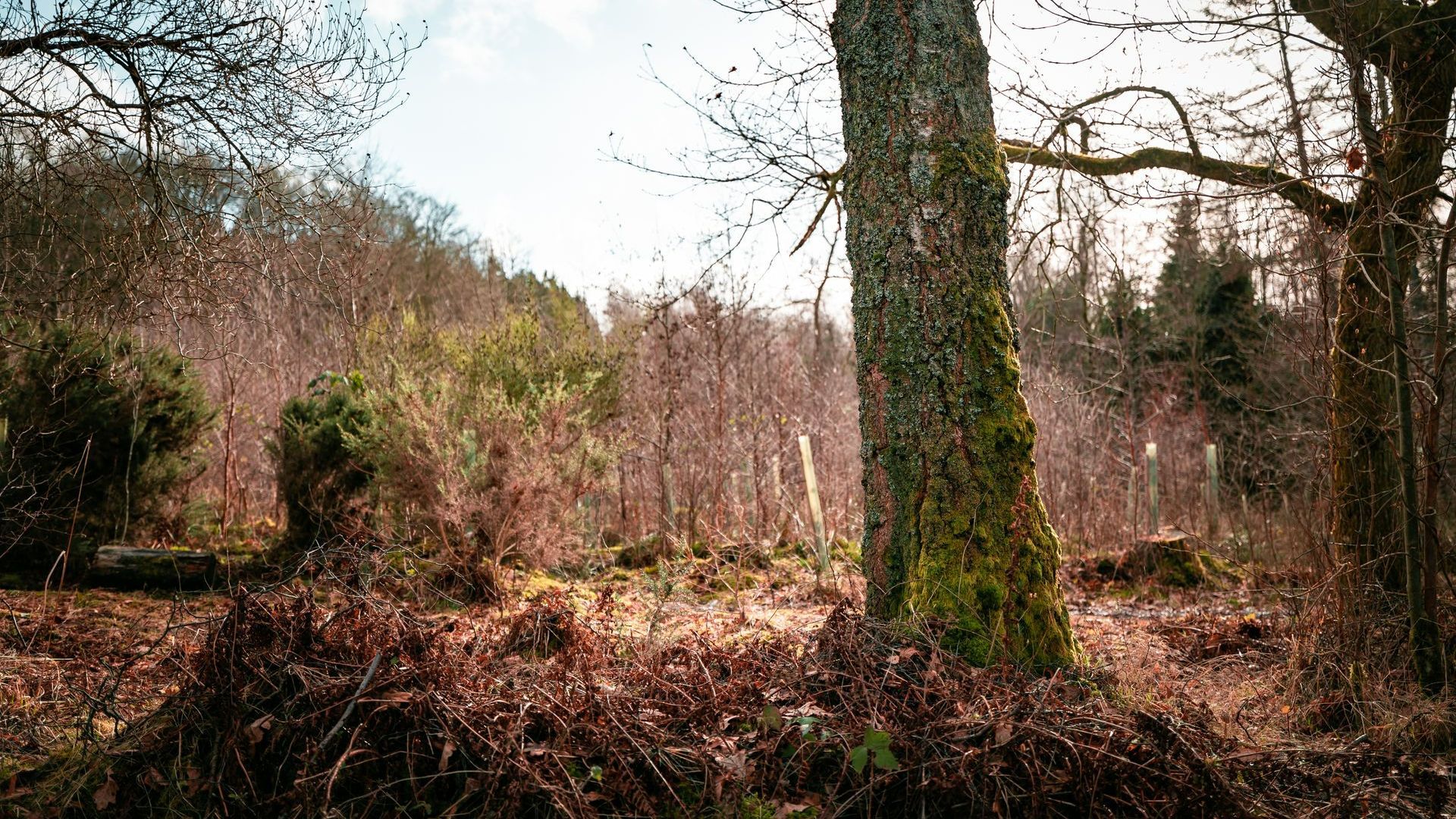 Des arbres morts