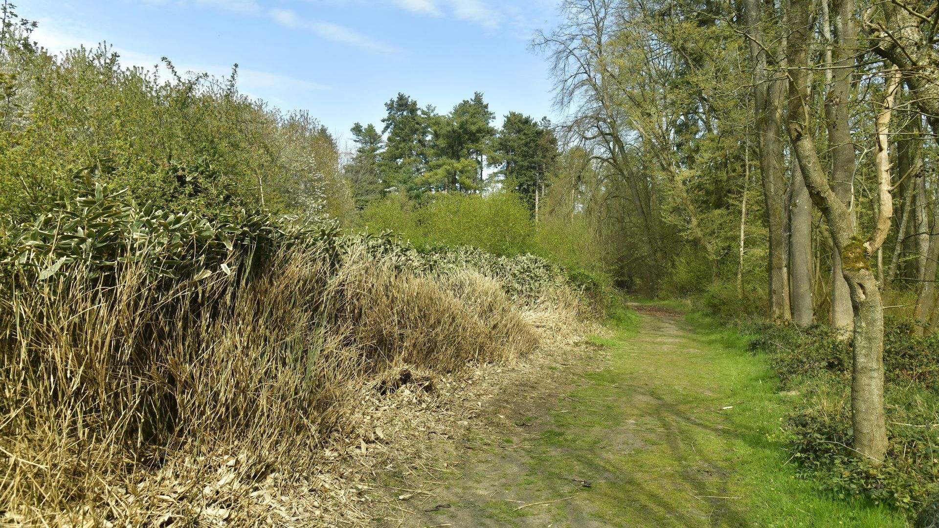 Broussailles en forêt